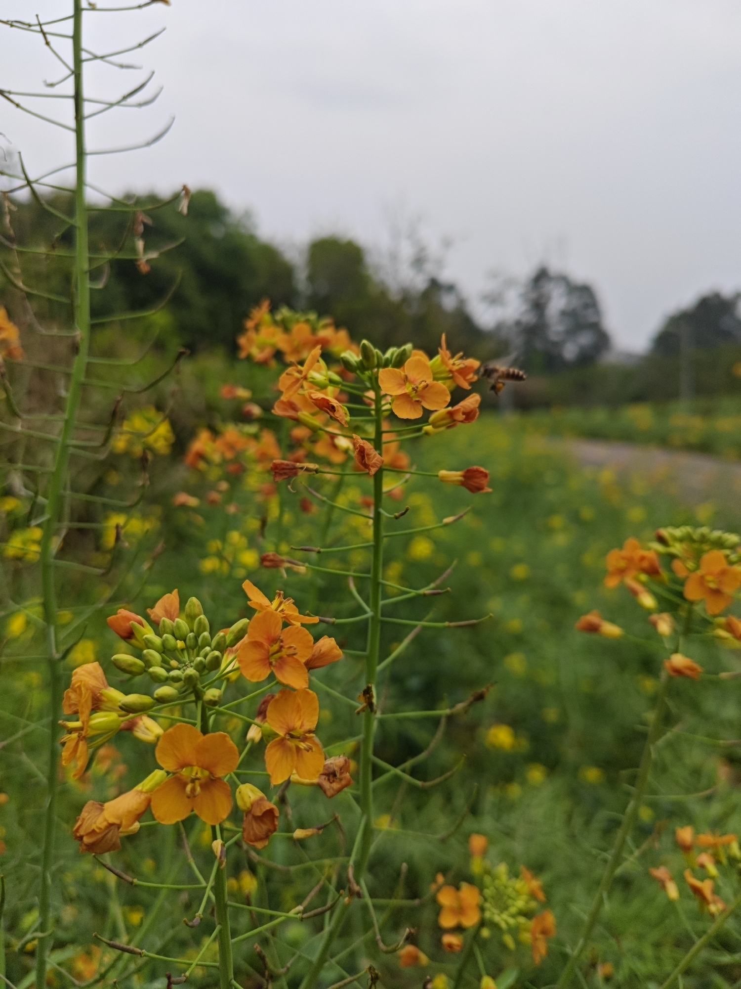 The image captures a field of orange and yellow flowering plants in Chongqing High-tech Zone, China. Predominantly green foliage provides a backdrop, with taller, slender green stalks intermingling among the flowering plants. A blurred path leads into the distance towards trees under a cloudy sky. A bee is visible in flight near the flowering plants.