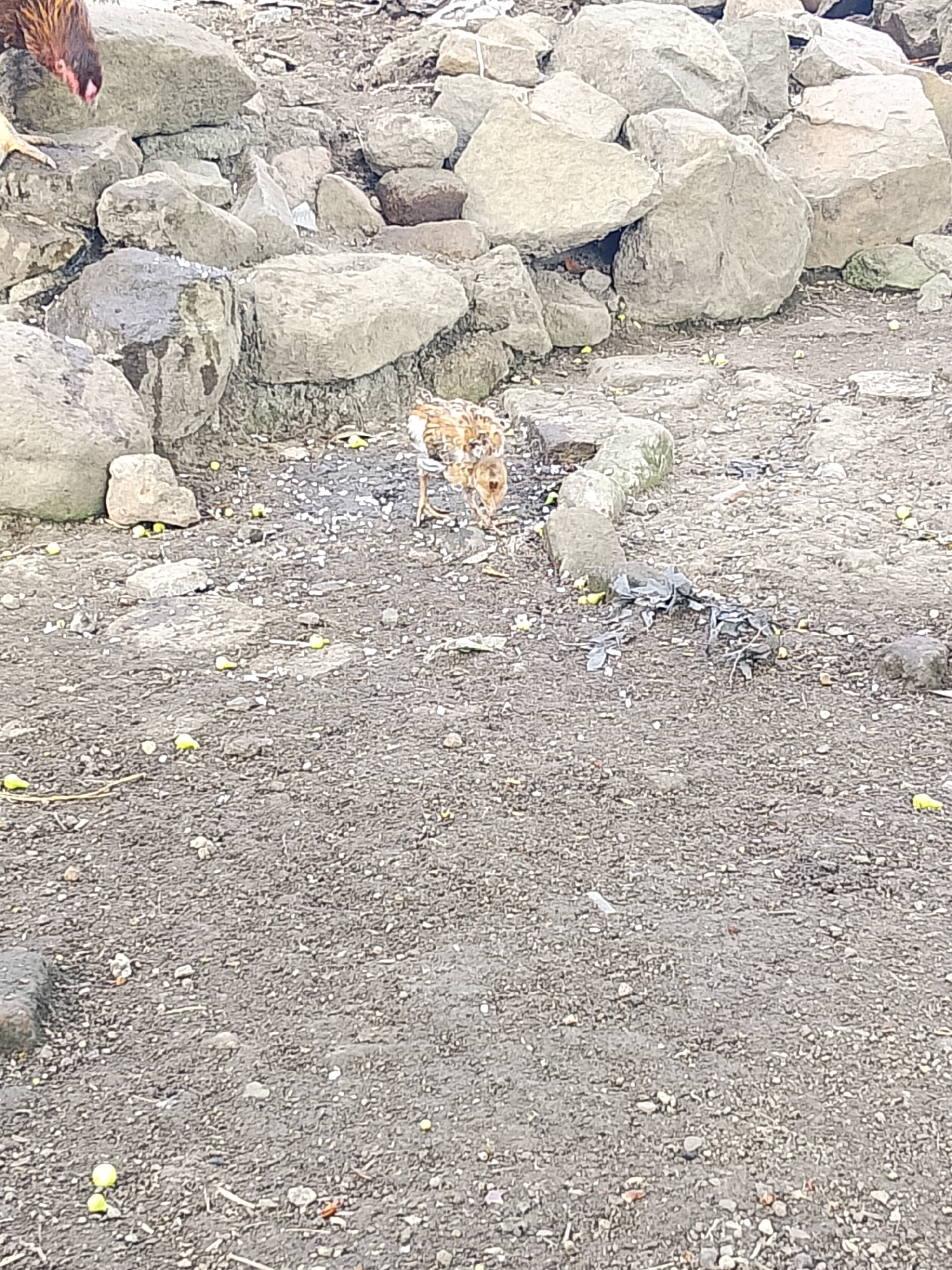 In an outdoor environment, a small group of chickens are seen foraging on rocky ground. A few of the chickens are in the center of the frame, while another chicken's head is visible in the upper left corner. The ground is a mixture of dirt and small stones, with some scattered green objects that appear to be small fruits or berries. Large rocks are piled up in the background, forming a rough, uneven terrain. The lighting suggests it is daytime.
