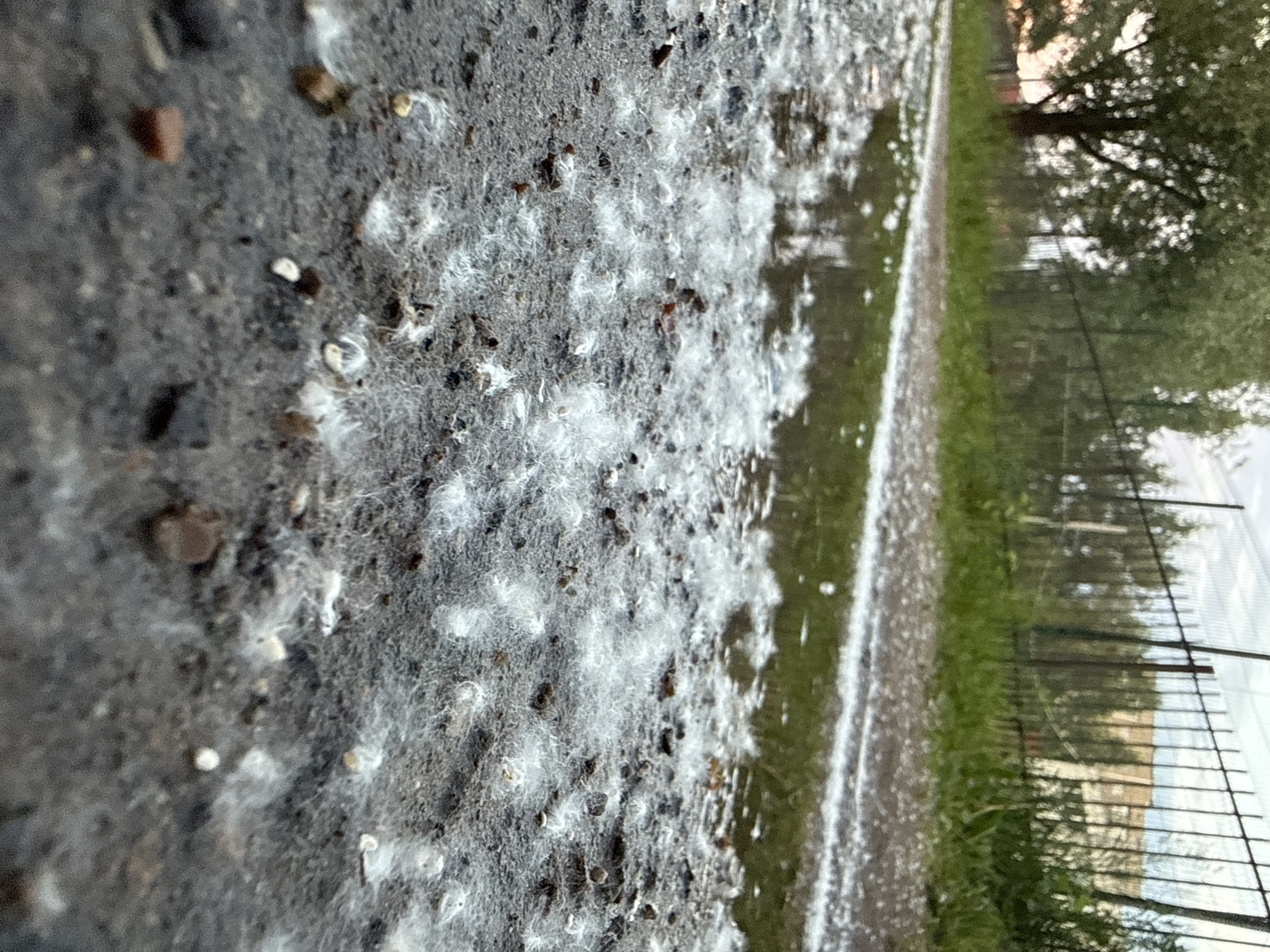 The image shows a close-up, low-angle view of a wet, gravelly path covered in white fluffy debris, possibly cottonwood seeds or dandelion fluff. A shallow puddle of water reflects the overcast sky and surrounding greenery. In the background, a metal fence runs along the edge of the path, separating it from a grassy area. Beyond the fence, trees and a building are visible under a cloudy sky. The scene appears to be an outdoor public space in an urban or suburban setting.