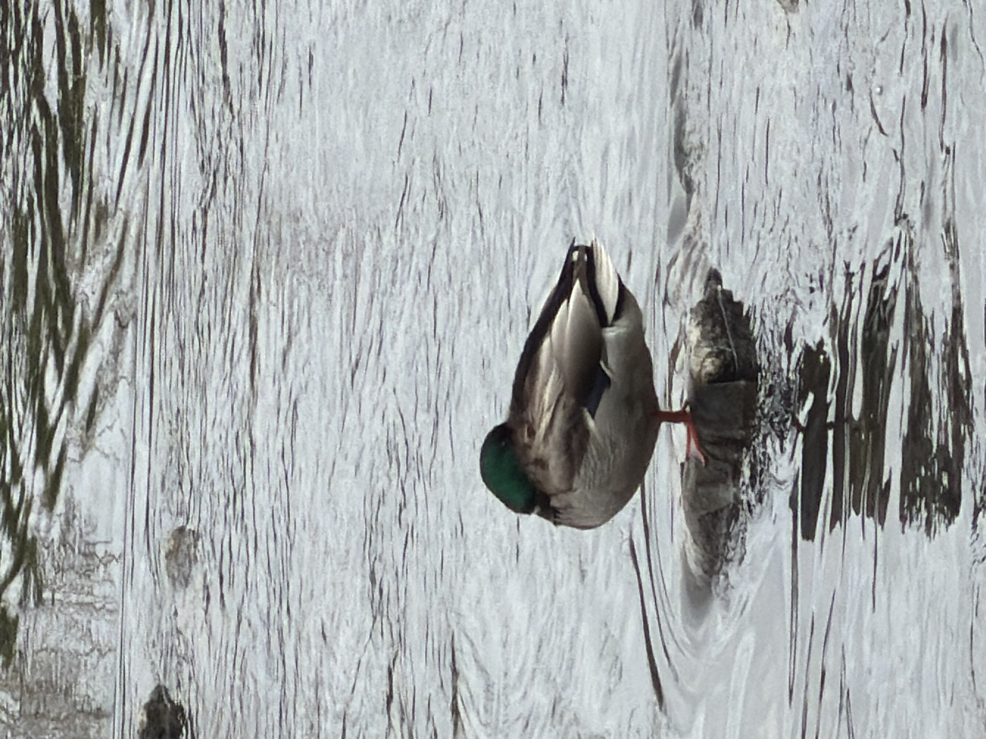 A mallard duck perches on a log in the water. The duck has its head tucked under its wing. The water is partially frozen. The location is likely in Esch-sur-Alzette, Luxembourg.