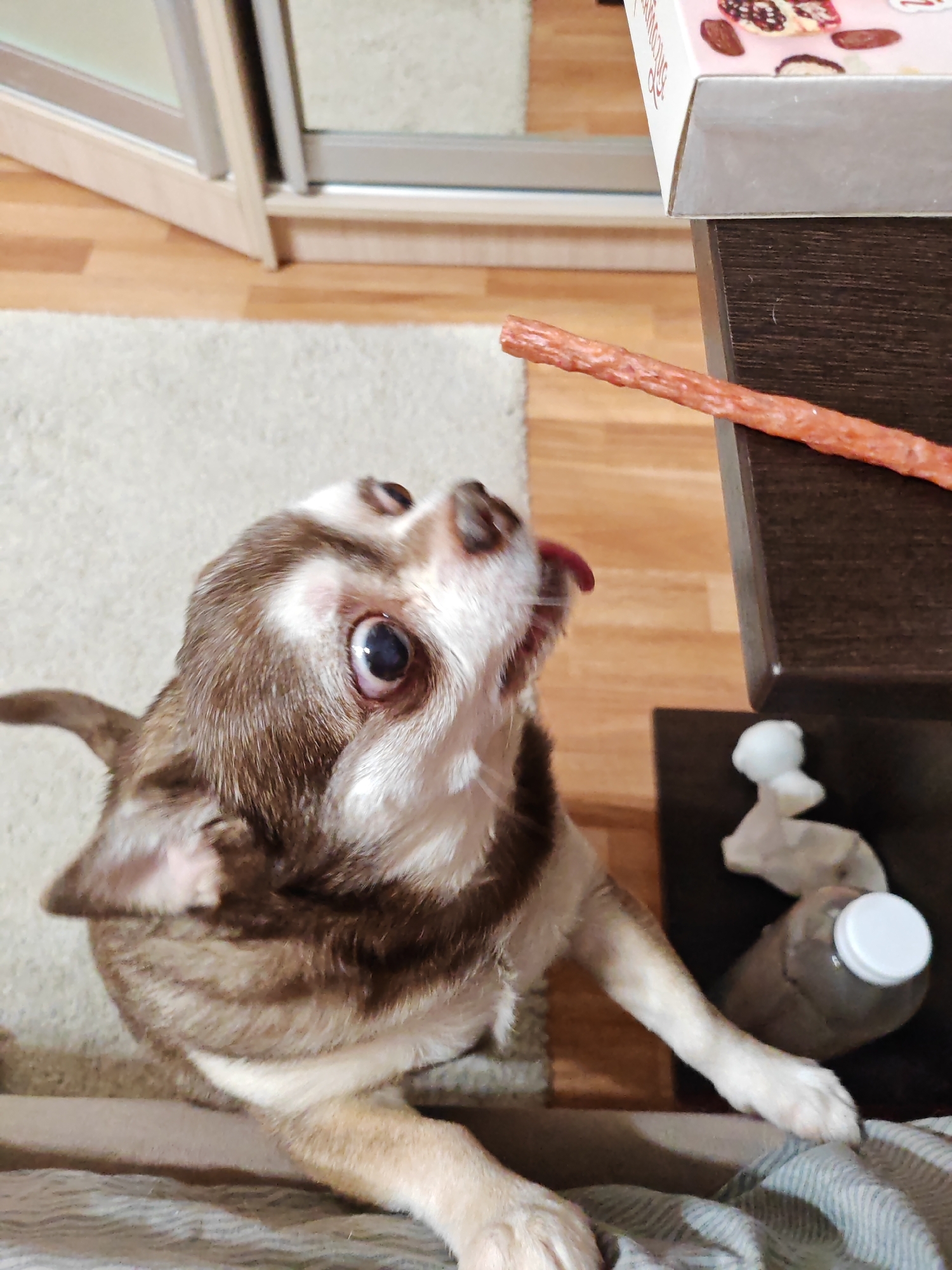 The image depicts an indoor scene within a residential setting in Saint Petersburg, Russia. A small, short-haired Chihuahua-type dog with brown, white, and tan fur is positioned prominently in the lower-left to central foreground. The dog is standing upright on its hind legs, with its front paws resting on a striped, light-colored fabric, likely a blanket or upholstery. Its head is tilted sharply upwards, its large, dark eyes fixed intently on a reddish-brown, textured stick-shaped treat extending from the edge of a dark brown table or shelf in the upper-right quadrant. The dog's mouth is slightly open with its tongue partially extended, indicating anticipation.
On the dark brown surface to the right, a light pink and white cardboard box is visible, displaying images of assorted chocolates or confectionery. Below this, a clear plastic bottle with a white screw-top cap stands next to a crumpled white paper tissue. The floor consists of light-colored wooden planks, partially covered by a cream or off-white shag rug. In the background, a mirrored sliding wardrobe or cabinet with light-colored framing is visible. The scene is well-lit, suggesting interior lighting.