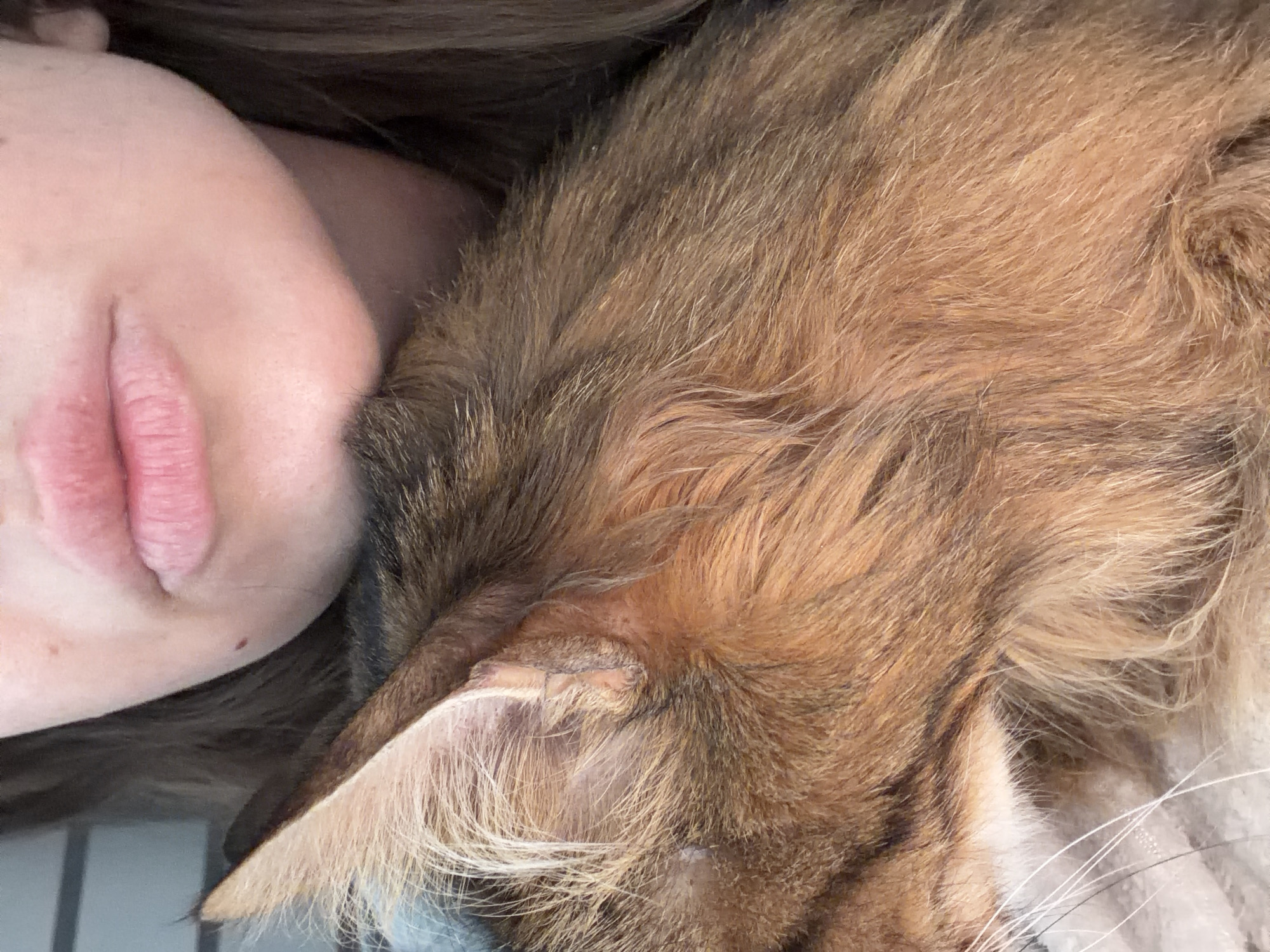 The image is a close-up of a person's mouth and chin resting against a cat's furry head. The person has light skin and is wearing dark clothing. The cat has brown and black fur with long white whiskers. The background is blurred, showing a hint of what appears to be blinds or a textured surface. There is no identifiable information to determine the location within the city of Kyiv, Ukraine. The scene depicts a moment of intimacy between a person and their pet.
