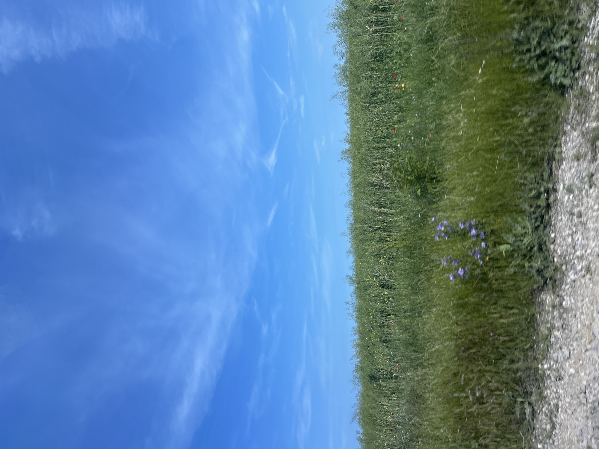 The image displays a vibrant outdoor landscape featuring a clear blue sky, a lush green field, and a gravel path. The dominant element is the bright blue sky, which occupies the upper two-thirds of the frame. It is mostly clear but adorned with delicate, wispy white clouds, characteristic of cirrus formations, streaking gently across.
Below the sky, a horizontal expanse of green foliage forms a vibrant field or meadow. This field is densely covered with tall, natural-looking grass and various wildflowers. Notable among these are patches of purple-blue flowers, primarily concentrated in the lower central part of the field, along with scattered small red and yellow blossoms throughout the greenery. The vegetation appears healthy and abundant.
To the right side of the image, bordering the green field, is a textured path made of light grey and brown gravel or packed dirt. This path runs vertically along the edge of the frame, providing a visual boundary for the field.
The scene depicts a bright and sunny daytime, likely morning or afternoon, given the well-lit landscape and the absence of harsh shadows. The weather appears clear and pleasant. The overall impression is one of a serene and natural rural setting in Kichevo, Bulgaria. There are no people, animals, or visible text in the image.