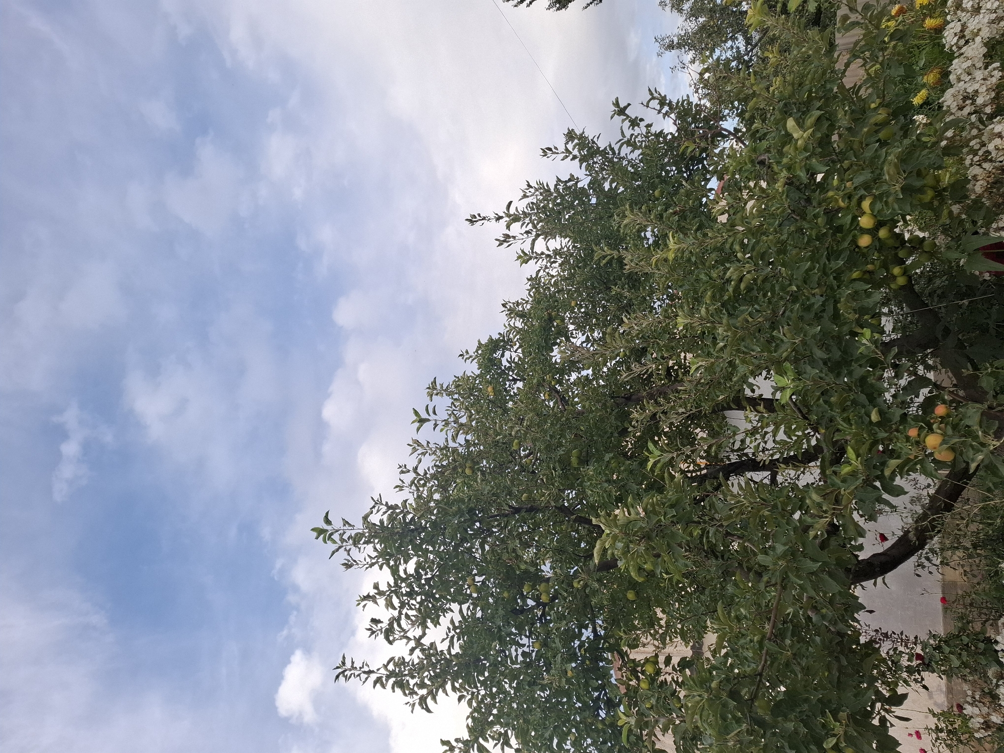 The image depicts an apple tree laden with green and yellow apples in a garden. The tree is full of leaves, and some of its branches are laden with ripening fruit. In the background, a building with a light-colored wall is visible, and further back, a wooden fence can be seen. The sky above is a mixture of blue and white clouds. In the foreground, there are some flowering plants. The scene appears to be set in a rural or suburban environment, possibly a backyard garden in Jeti-Ögüz, Kyrgyzstan, given the context.