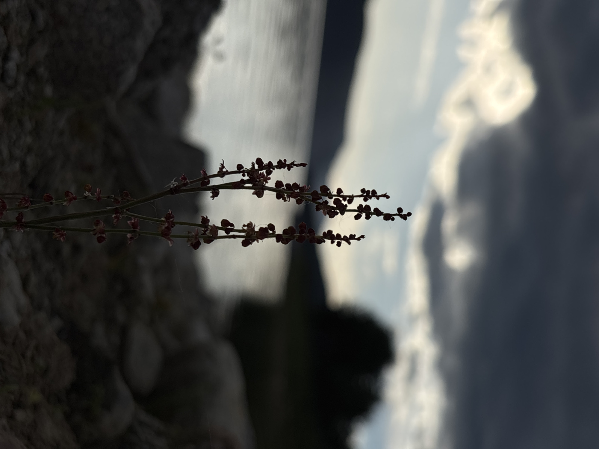 A close-up shot captures a branch with small, dark red buds or seeds silhouetted against a blurred background. The background shows a body of water, possibly a lake or sea, and a cloudy sky with patches of light. Rocks or land are visible to the left of the branch, also in silhouette. The image is taken outdoors, and the lack of sharp detail suggests a focus on the branch in the foreground. The location is not identifiable from the image.