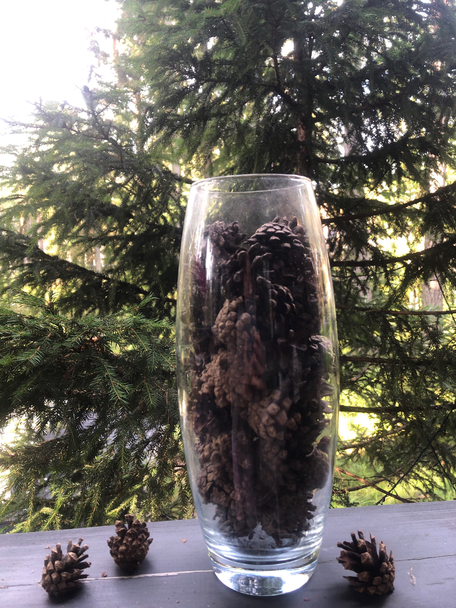 A clear glass vase filled with pinecones sits on a dark wooden surface. In front of the vase, three individual pinecones are scattered on the surface. Behind the vase, a large evergreen tree with dark green needles is visible. The background is a blurred expanse of trees with sunlight filtering through. The scene is outdoors, likely in a natural setting. The location is identified as Arfa, Russia. There are no people or animals present.