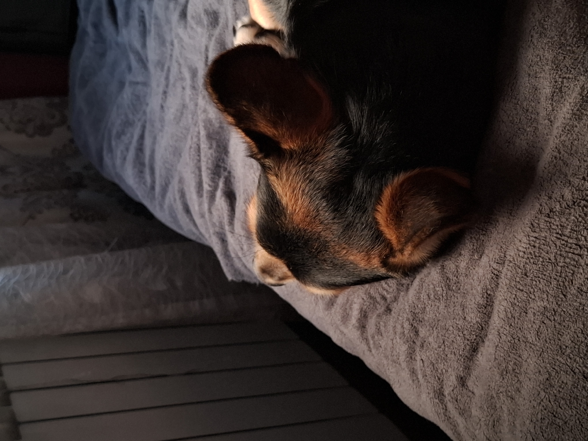 A close-up, overhead shot shows a dog's head resting on a soft, textured blanket. The dog, likely a beagle or similar breed based on its coloring and large ears, is mostly in shadow, with only parts of its face and ears illuminated by a warm light source, suggesting it could be late afternoon or early morning sunlight. The dog's fur is a mix of black, brown, and tan. Its right ear is prominently displayed, with the inner part catching the light. The dog appears to be sleeping or resting, its expression calm and peaceful.
The setting is indoors, with the dog positioned on what seems to be a bed or a comfortable surface covered with at least two different types of blankets. The blanket beneath the dog is a darker, rougher texture, possibly a Sherpa or fleece. The blanket to the left of the dog is lighter in color and appears smoother, possibly a duvet cover with a subtle pattern. In the background, to the lower left, horizontal lines are visible, suggesting the edge of a piece of furniture or blinds. The overall mood is tranquil and cozy, evoking a sense of domestic comfort. There is no visible text in the image.