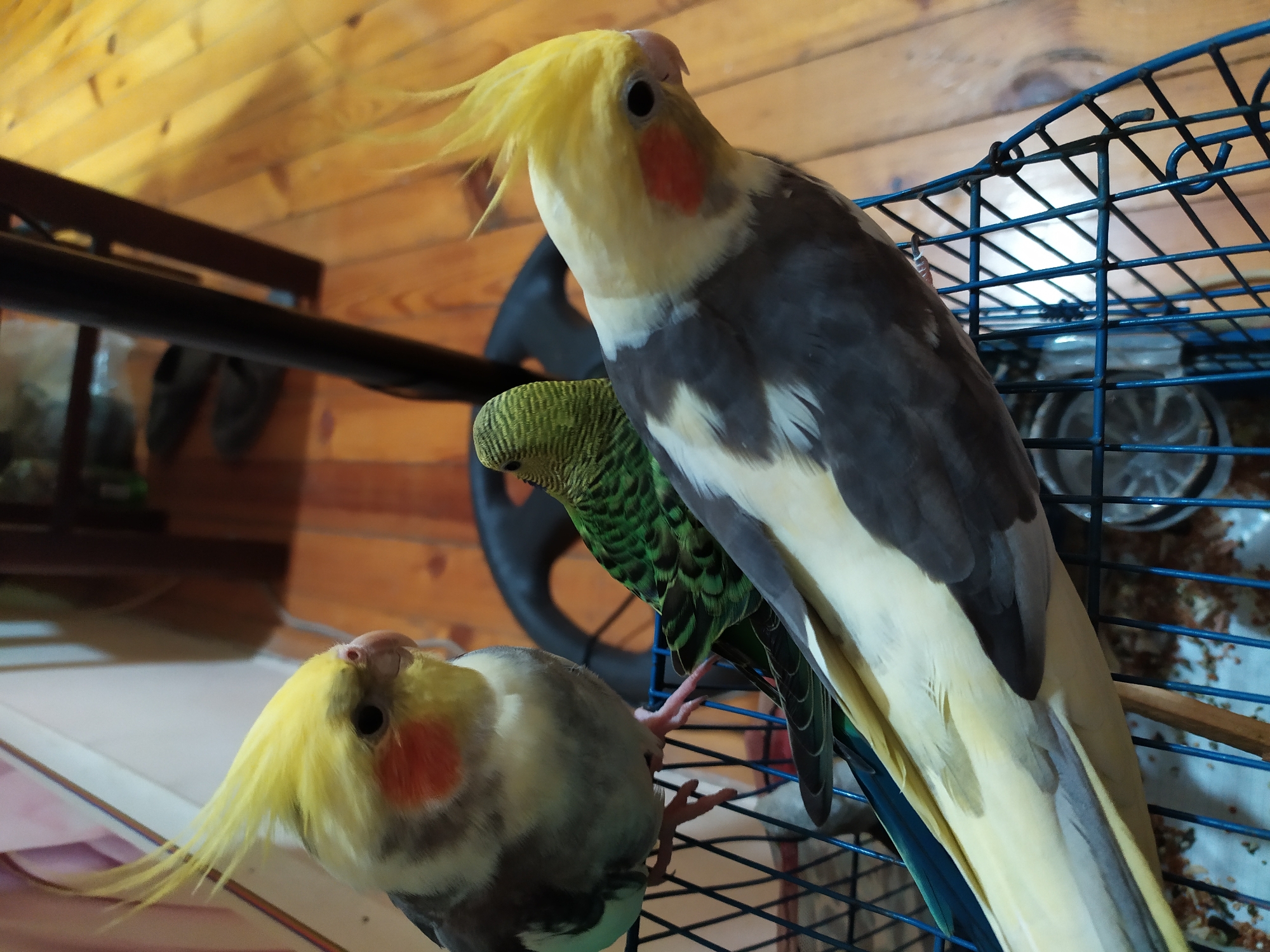 The image displays three birds perched on the edge of a blue wire cage. The bird in the foreground and the bird on the left are cockatiels, identifiable by their yellow crests, orange cheek patches, and gray and white plumage. The bird in the middle is a green budgerigar with black barring on its wings and head. The cage appears to be outdoors, possibly in a residential area, with a wooden floor visible in the background. The lighting suggests it is daytime. There is no indication of the specific location within Bilajari, Azerbaijan.
