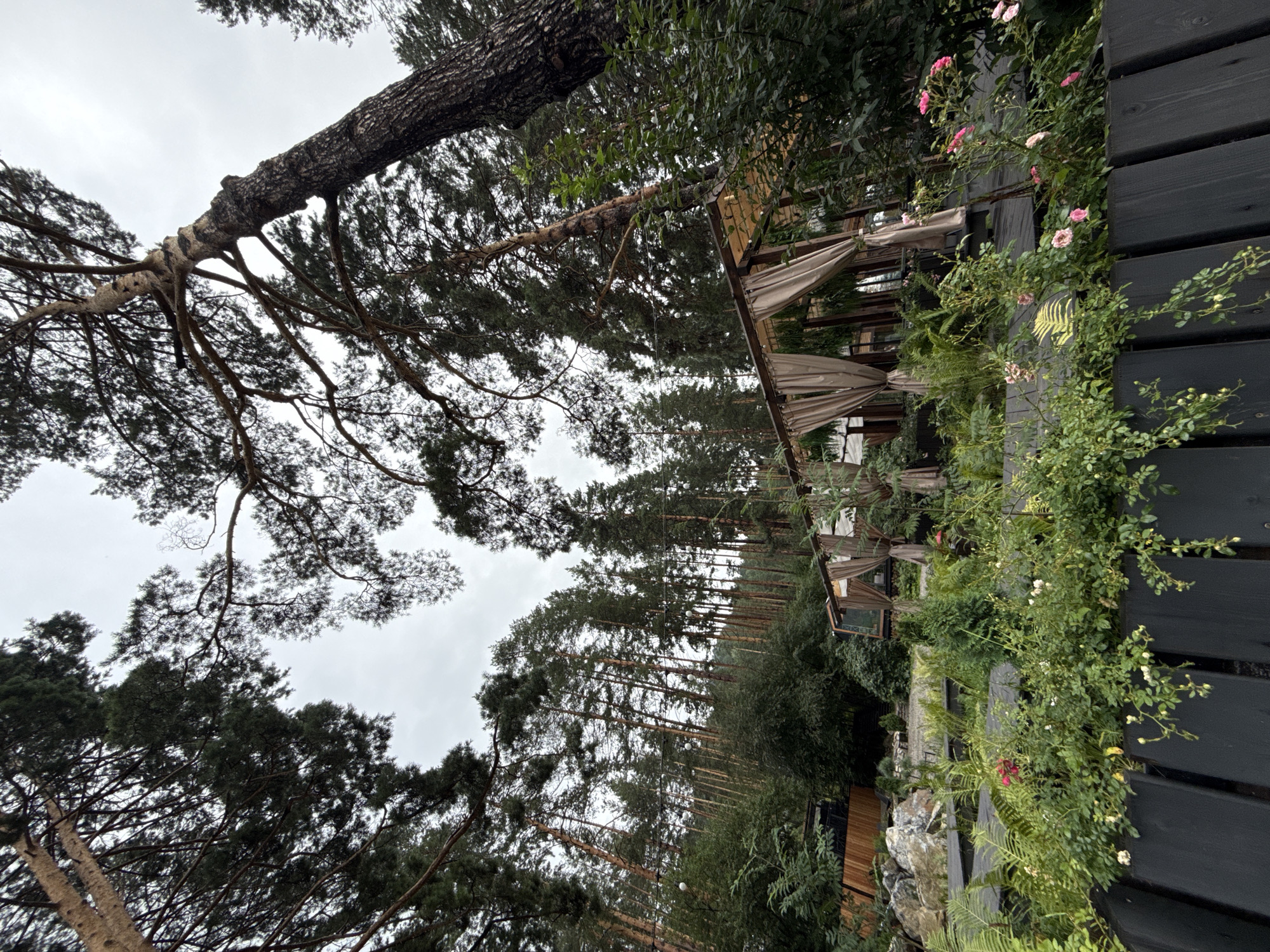 The image depicts an outdoor seating area with several canopy-covered tables, draped with beige curtains, nestled within a pine forest. The foreground features a dark wooden fence, beyond which lush green plants, ferns, and scattered pink and white roses are visible. In the background, a dense forest of tall pine trees with rugged bark dominates the landscape. The sky is overcast and grey. Structures made of wood and glass are partially visible among the trees. The scene suggests a tranquil, natural setting. The location is specified as Nizhnekayancha, Russia. There are no people or animals visible in the image.