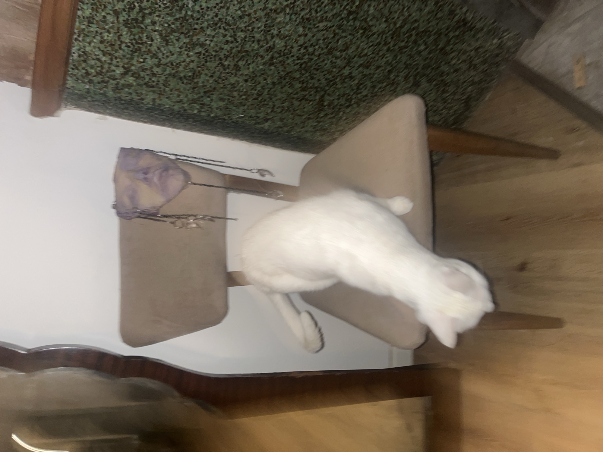 A white cat is positioned on a light-colored upholstered chair in an indoor setting. The cat is stretched out on its stomach on the chair seat, with its head lowered and bent towards the floor or the chair's edge, and one back leg dangling over the side. The chair has a wooden frame and legs, and another similar chair is partially visible behind it. The background features a dark green, mottled or textured ceiling or wall, and a white wall beneath it. In the bottom foreground, a dark, carved wooden furniture piece is visible, and the floor appears to be made of wood. The image is slightly blurry and captured at a strong diagonal angle, giving the impression of the scene being tilted. The lighting suggests an indoor setting, possibly evening or night. The environment appears domestic, consistent with a home in Buenos Aires, Argentina. No human subjects or visible text are present. The cat appears calm.