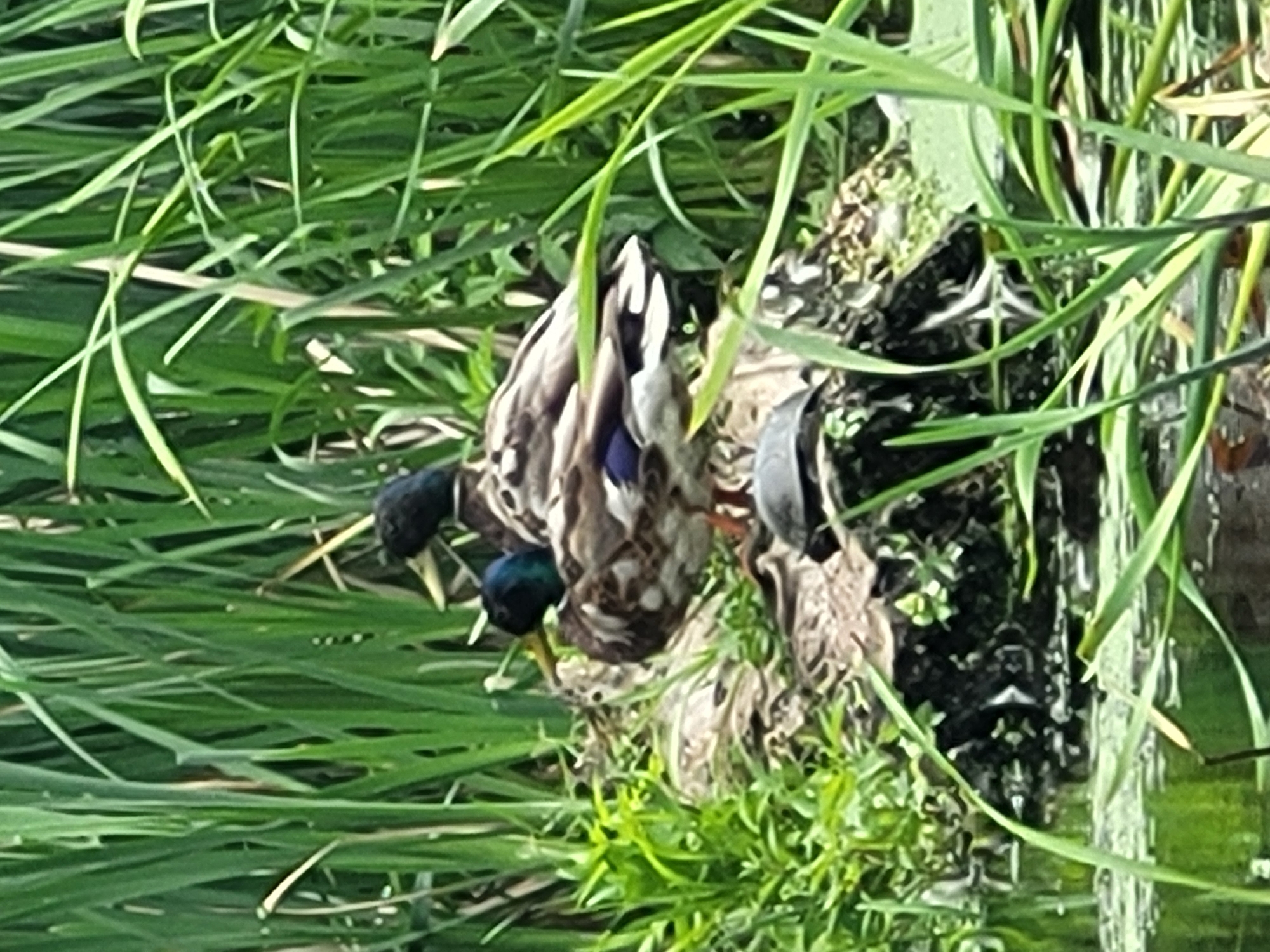 The image shows two mallard ducks nestled in tall green grass, possibly near a body of water. The ducks are facing towards the left of the frame, with their heads low. One duck's head is clearly visible, showing a dark, iridescent green head. The other duck's head is partially obscured by the first duck's body. The ducks have brown and white mottled plumage. The grass is lush and green, with some blades arching over the ducks. The overall impression is one of a natural, peaceful scene. The lighting suggests it is daytime, and the abundance of green foliage implies a temperate climate. The specific location cues are not evident, beyond the presence of water and vegetation suitable for waterfowl. There is no visible text in the image.