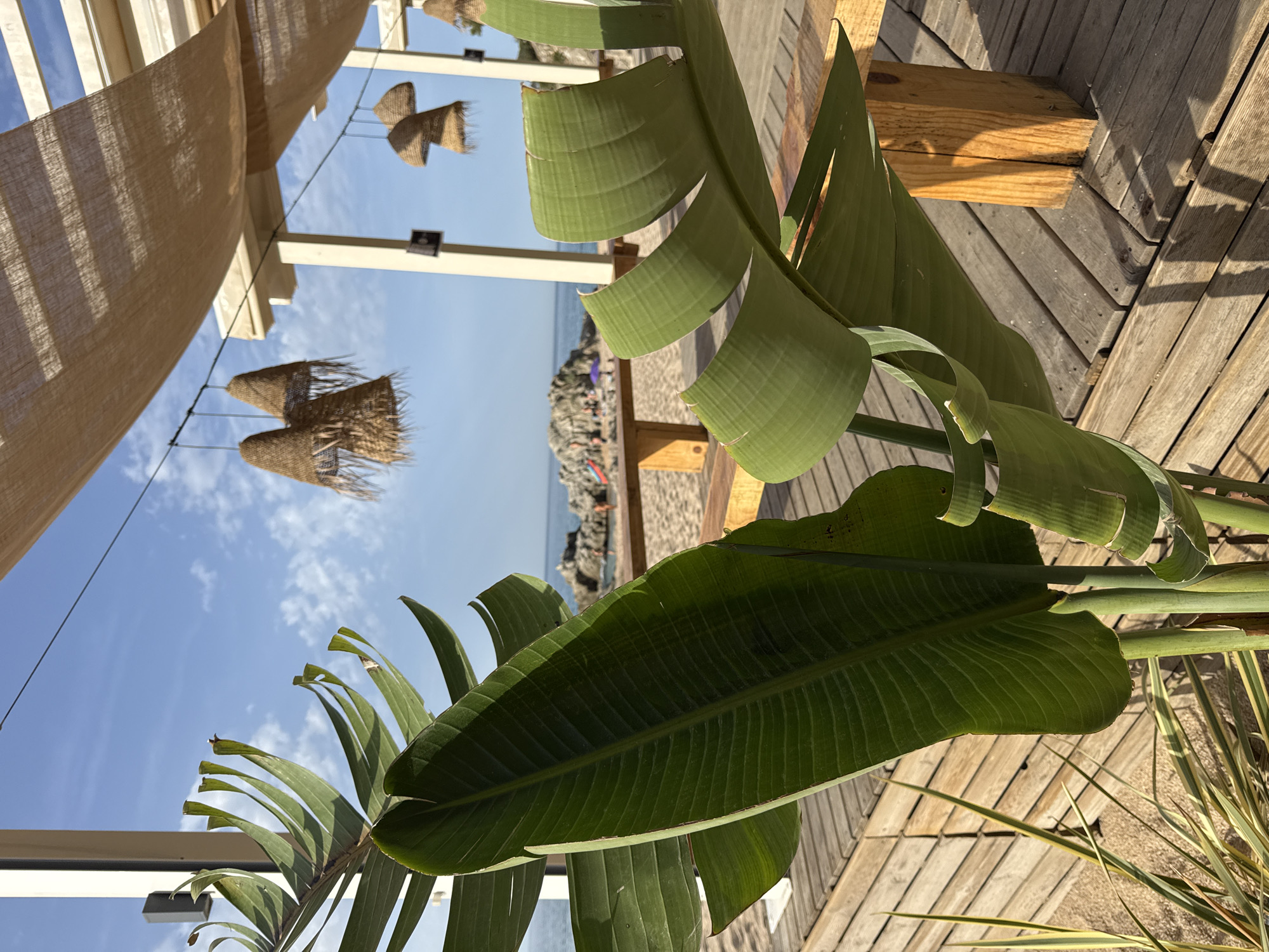 A sunlit outdoor seating area overlooks a beach in Lloret de Mar, Spain. In the foreground, large, green leaves of a tropical plant dominate the frame, partially obscuring a rustic wooden deck and seating. Beyond the deck, a sandy beach is visible, with rocks jutting out into the Mediterranean Sea under a clear blue sky with scattered white clouds. Several people are visible on the beach, some near the water and others seated at picnic tables. Woven, bell-shaped lamps hang from a beige fabric canopy overhead, casting dappled shadows on the wooden planks. The overall scene suggests a relaxed, beachside dining or lounging atmosphere.