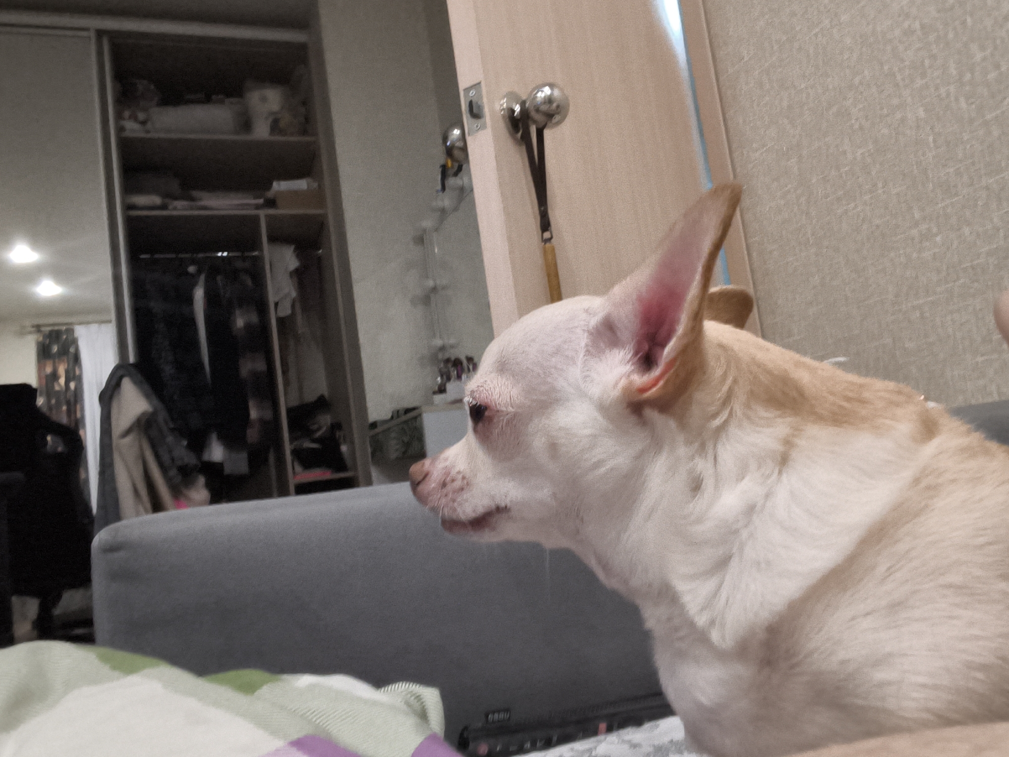 A small, light-colored dog with large ears is the subject of the image, which appears to have been taken indoors. The dog is positioned on the right side of the frame, facing left in profile. Its fur is short and light tan, with some white markings on its face and chest. The dog's mouth is slightly open, and saliva is visible.
The background is blurred but suggests a domestic setting. To the left, a large wardrobe with mirrored doors is visible, reflecting some lights. Inside the wardrobe, shelves are visible with various items. Further left, a dark curtain or fabric is present.
In the center of the image, a doorway is visible, with a door that is slightly ajar. A metal object with two spherical heads is attached to the doorframe, appearing to be a door handle or a decorative element.
The dog is resting on a gray upholstered surface, likely a sofa or chair. In the foreground, a folded blanket or sheet with a plaid pattern of green, white, and purple is visible. A black electronic device with buttons is partially visible beneath the blanket.
The overall lighting suggests an indoor environment, possibly evening or with artificial light sources. The image does not provide any specific indicators for its location within Chelyabinsk, Russia.