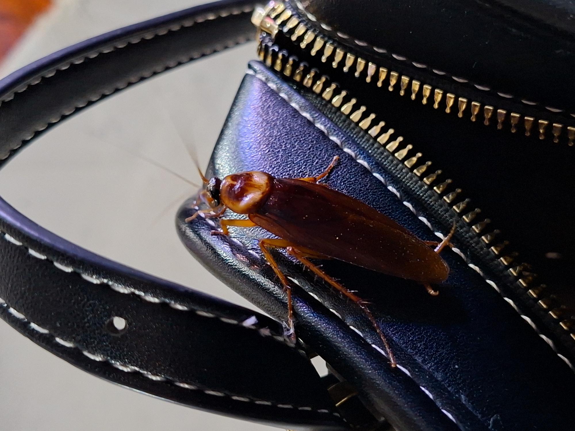 A brown cockroach is positioned on a black leather purse. The purse has a gold zipper at the top and a black leather handle with white stitching. The background is blurred. The location is not discernible from the image.