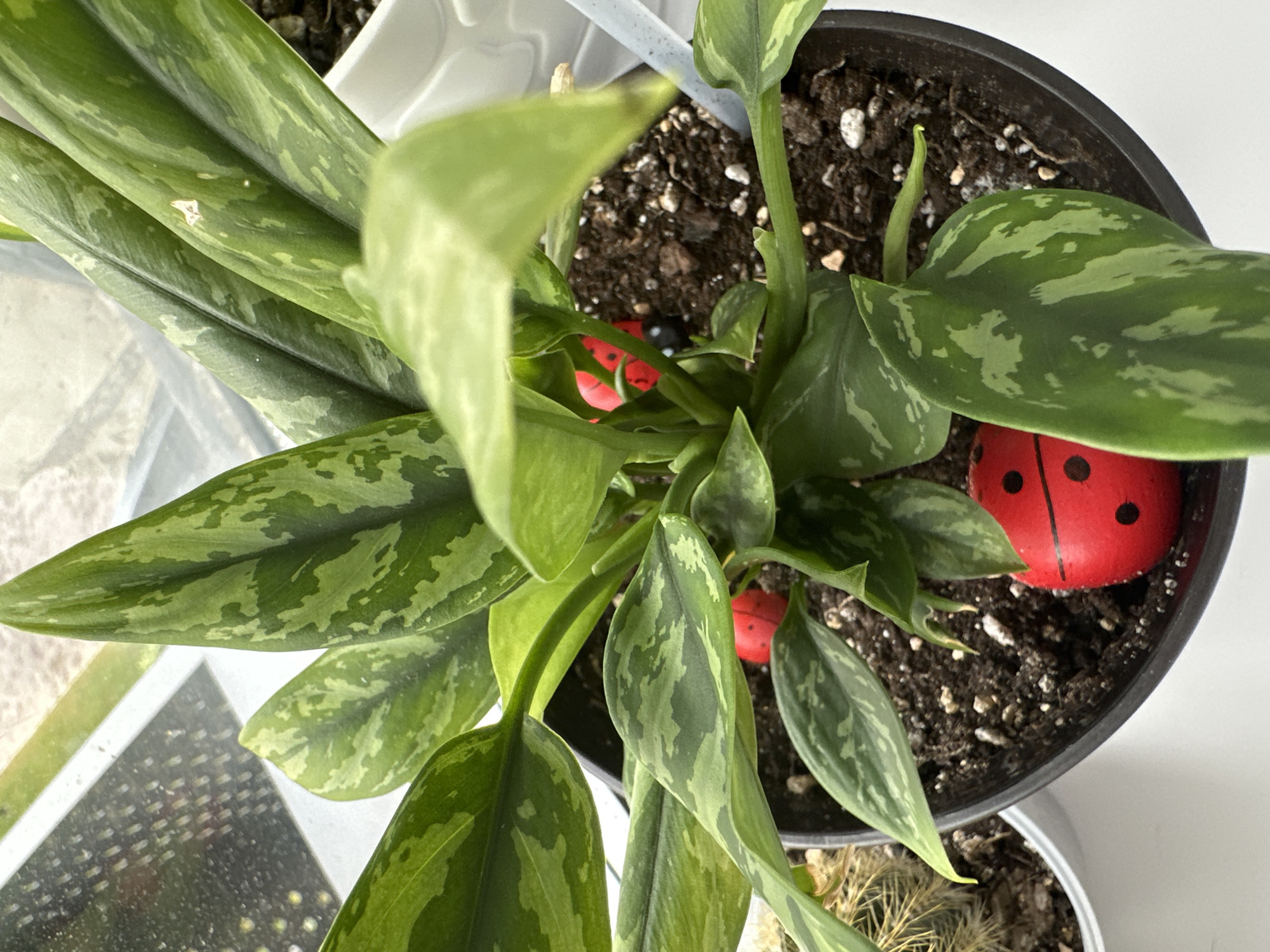 A top-down, close-up shot shows a potted plant with large, variegated green leaves. Three red ladybug decorations are visible nestled among the leaves and in the dark soil of the pot. One ladybug is fully visible in the lower right corner, and parts of two others are seen deeper within the foliage. The plant is in a dark, round pot, which sits on a white surface. To the left, a portion of another potted plant, a cactus with thin spines, is visible. The background consists of a window with a grid pattern and hints of light and shadow, suggesting an indoor setting. There is no indication of the city of Znamya Oktyabrya, Russia, or any people present.