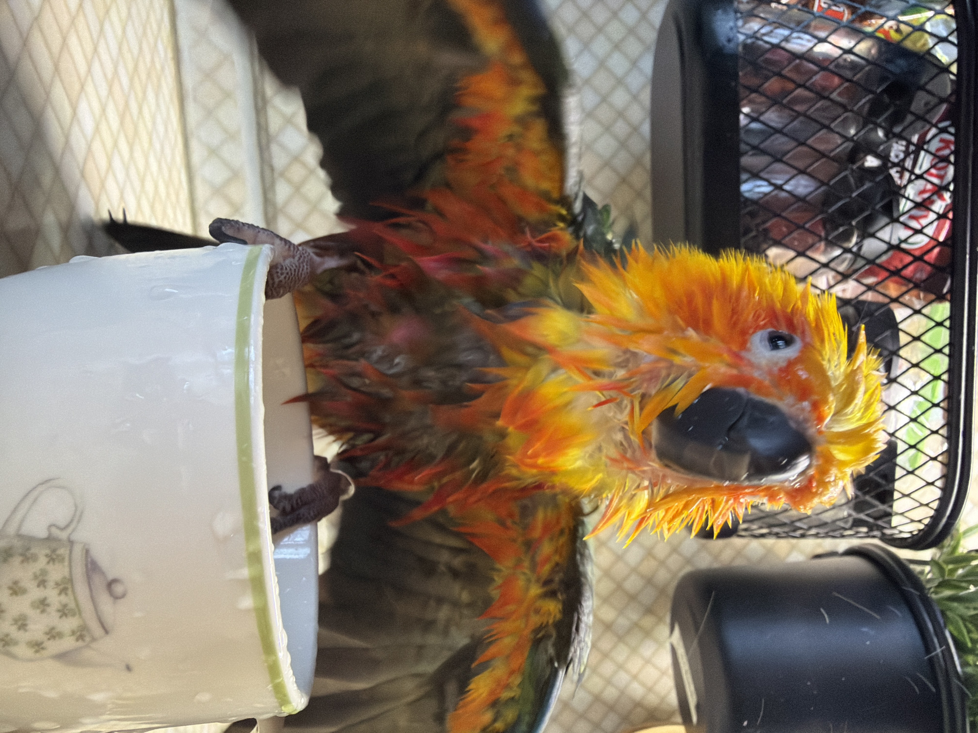 A close-up shot depicts a sun conure clinging to a white mug with a tea cup design on it. The bird has wet plumage, predominantly orange and yellow on the head and darker, multicolored feathers on the wings. The bird is oriented towards the camera. Beside the mug is a black wire mesh container and a black pot containing greenery. The mug appears to be wet, suggesting recent contact with water. The location and city information requested are not present in the visual data.