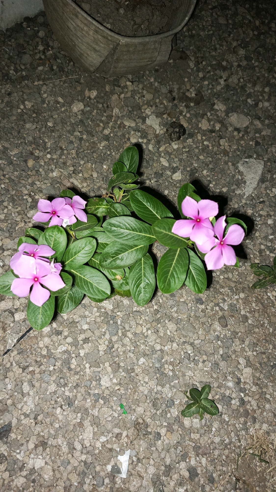 A cluster of pink flowers with five petals each, interspersed with lush green leaves, rests on a surface composed of small, gray, and tan pebbles. In the upper left corner, a portion of a weathered, grayish-brown planter is visible, filled with dark soil. The scene appears to be outdoors, on a ground covered with gravel, possibly in the city of Babadan, Indonesia, given the context.