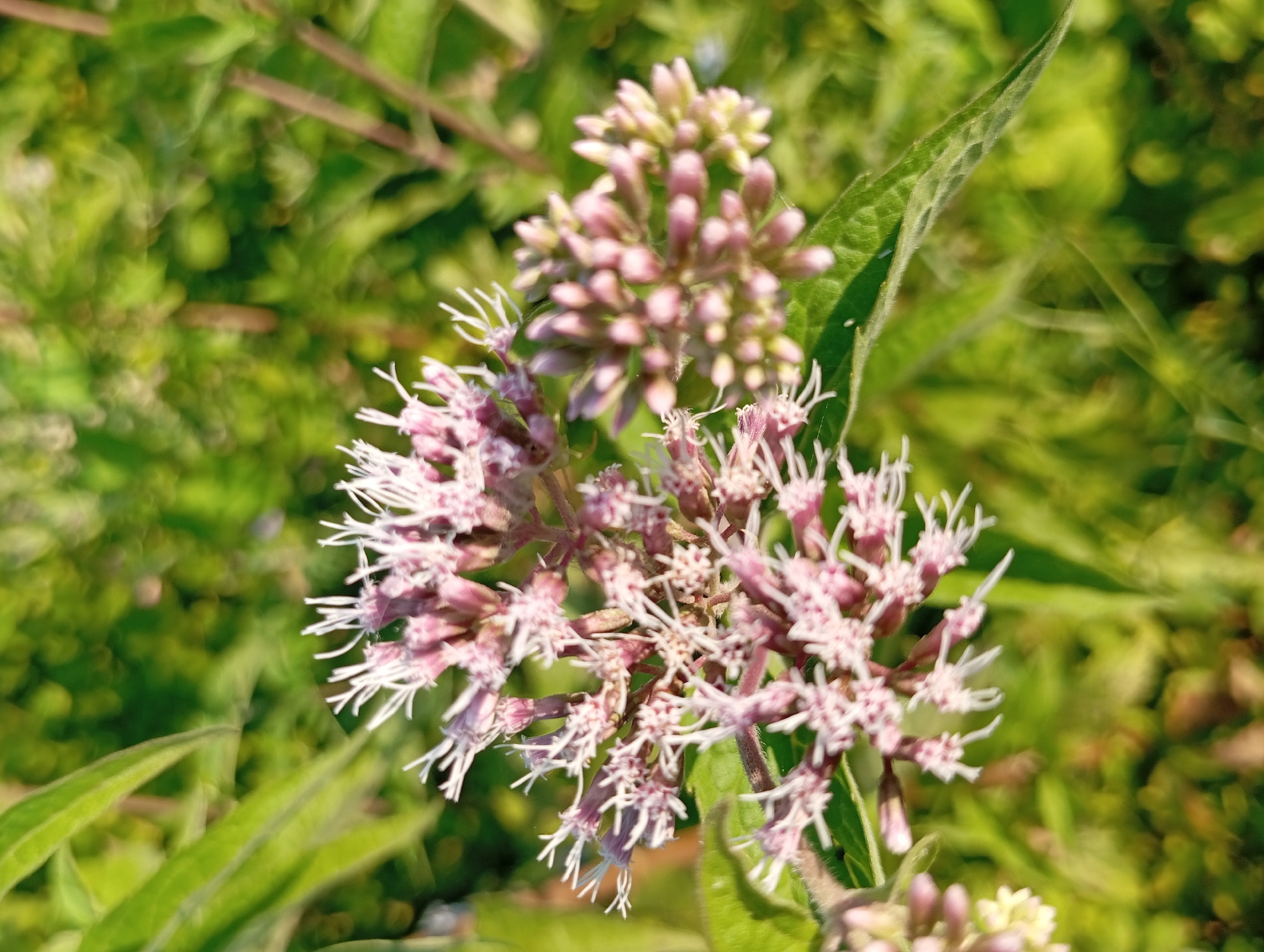 This is a close-up, high-angle shot of a cluster of pale pink flowers with white, thread-like stamens, set against a blurred green background of leaves and foliage. The flowers are in various stages of bloom, with some clusters appearing as tightly packed buds. The lighting suggests it is daytime, with sunlight illuminating the scene. The image appears to be taken outdoors, possibly in a natural or garden setting. The location is specified as Şirvanlı, Azerbaijan, implying this flora is native to or cultivated in that region.