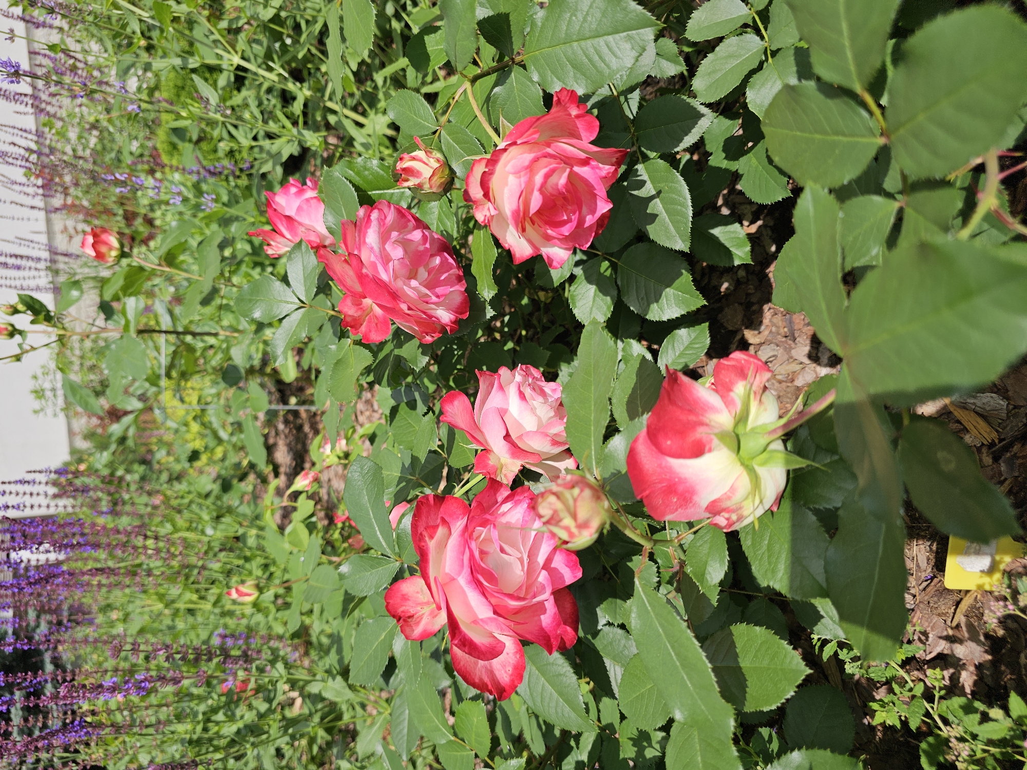 The image shows a close-up view of a rose bush with several pink and white roses in bloom, along with some unopened buds. The roses have delicate petals with edges of deep pink fading to white in the center. They are surrounded by lush green leaves and some dark brown mulch on the ground. To the left of the roses, a patch of purple flowers, possibly lavender or salvia, is visible, adding a contrasting color to the scene. The lighting suggests it is a bright, sunny day, casting shadows on the leaves and ground. The overall impression is a vibrant and serene garden setting. The location is identified as Березка Снт (красногорский Р-н), Russia. There is a small yellow tag with some faint writing visible on the ground near the bottom right of the image, but the text is not legible.