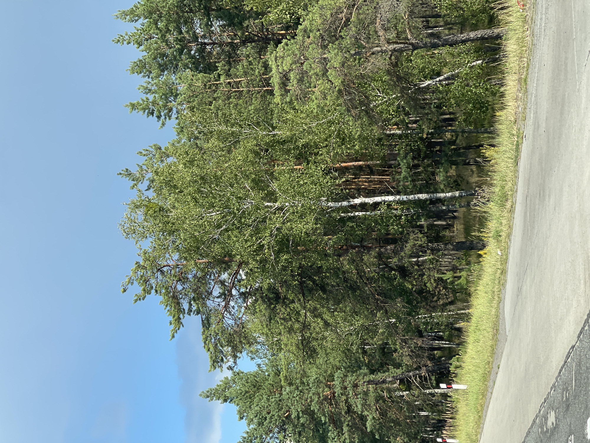 The image captures a scenic view of a roadside forest on a clear day in Makalevychi, Ukraine. A paved road occupies the foreground, with its surface showing signs of wear and tear. To the left of the road, a grassy verge is bordered by a line of white and red marker posts. Beyond the verge, a dense forest stretches into the background, featuring a mix of tall coniferous trees and slender birch trees with white bark. The foliage is predominantly green, indicating it is likely summer or early autumn. The sky above is a bright, cloudless blue. The overall impression is one of natural beauty and tranquility adjacent to a roadway.