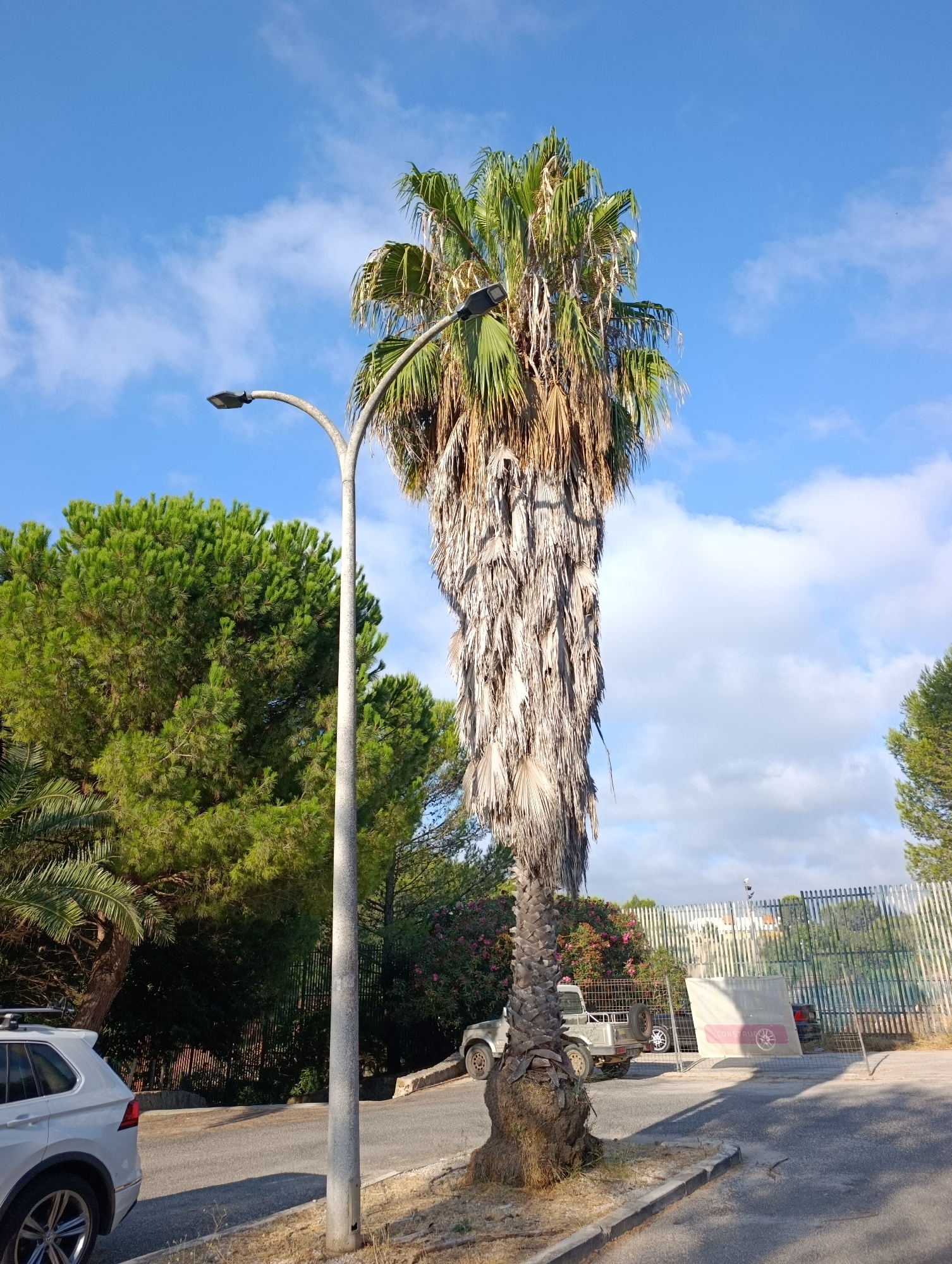 This is a medium shot photograph taken from a low angle, looking up at a tall, mature palm tree that dominates the center of the frame. The palm tree has a thick, textured trunk with a dense covering of dry, brown fronds that hang down its length, creating a shaggy appearance. The top of the palm tree is crowned with green fronds, illuminated by the sun. To the left of the palm tree, a modern grey lamppost with a curved arm and a black light fixture stands tall. Behind the palm tree and lamppost, a dense cluster of vibrant green pine trees creates a lush backdrop. In the lower left corner, the rear portion of a white SUV is visible, parked on an asphalt road. The road curves to the right, with a grey concrete curb running along its edge. Further in the background, a metal fence with vertical bars encloses an area where a construction sign is displayed. A light-colored vehicle is parked behind the fence. The sky above is a clear blue, interspersed with scattered white clouds. The scene suggests an outdoor environment, possibly a park or a street with landscaping, bathed in natural daylight. The overall impression is one of a sunny day in a Mediterranean or coastal setting.