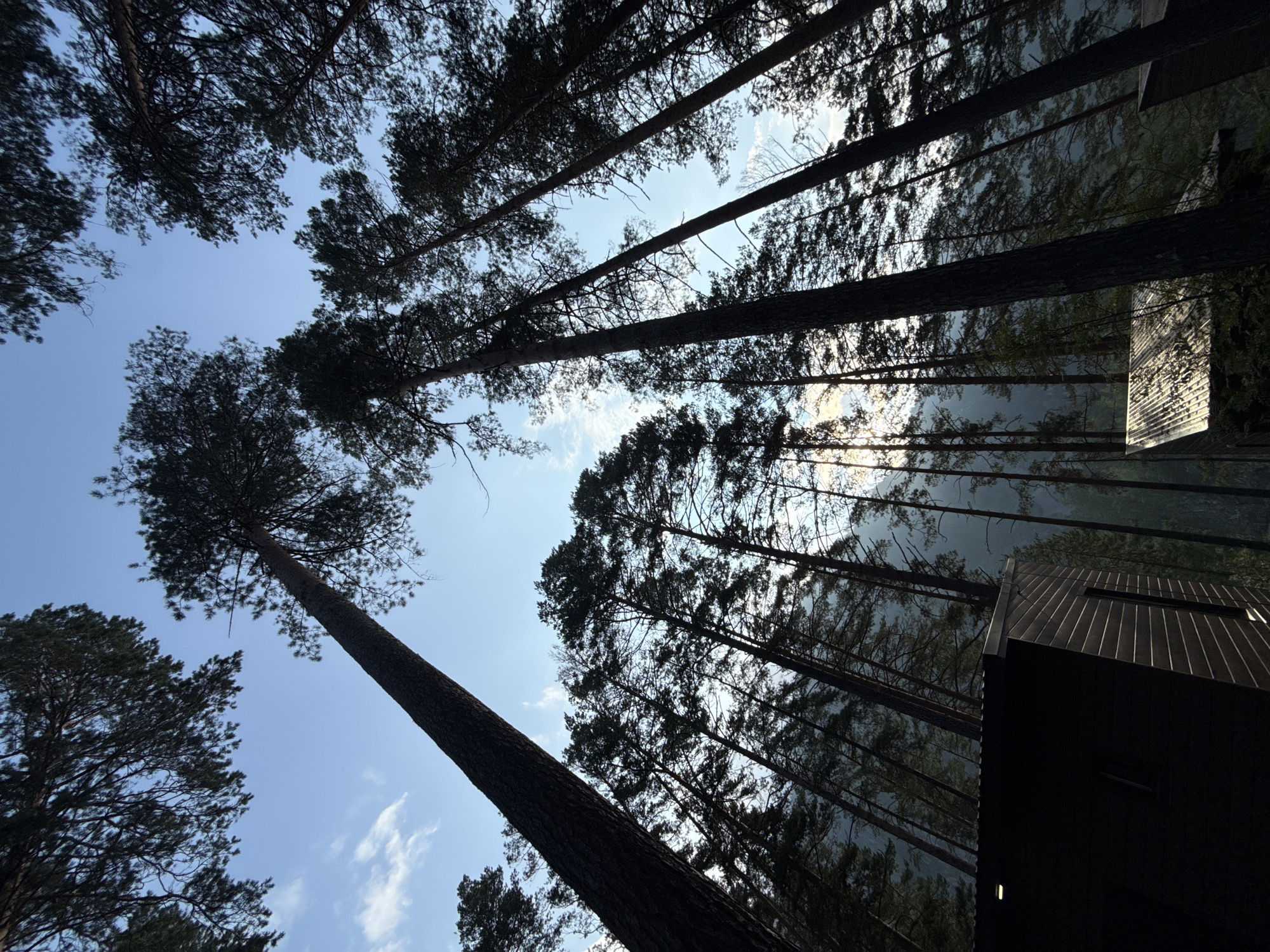The image shows a view looking up at tall pine trees against a blue sky with scattered clouds. In the foreground, on the left, is the dark side of a wooden structure, possibly a modern cabin, with a visible roofline and a rectangular window. On the right, partially obscured by trees, is another similar structure with a corrugated metal roof. The scene appears to be a forest in Barangol, Russia. The lighting suggests it is either early morning or late afternoon, with the sun filtering through the trees and casting a slight haze in the background. There are no people visible in the image.