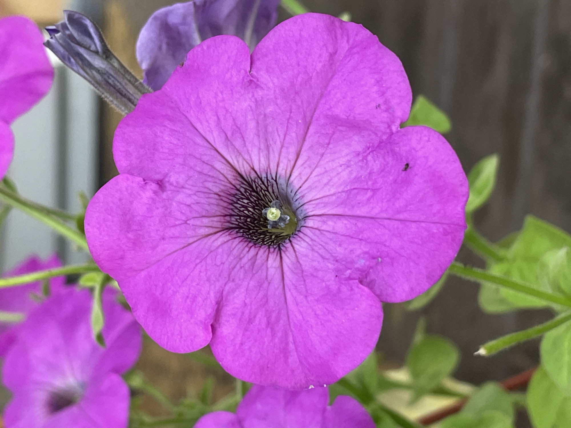 The image is a close-up, eye-level shot of a vibrant pink petunia flower in full bloom. The flower dominates the foreground, its velvety petals unfurling and displaying intricate, dark purple veins radiating from the center. The center of the flower is a deep black, with a small, light green pistil visible. To the left and slightly behind the main flower, another pink petunia is partially visible and out of focus. Behind and to the right, a dark purple, unopened bud is also visible. The background is a soft blur of green foliage and a darker, textured surface, possibly wood or a wall. The overall impression is one of natural beauty and delicate detail. There is no indication of the city of Маминское, Russia in the image.