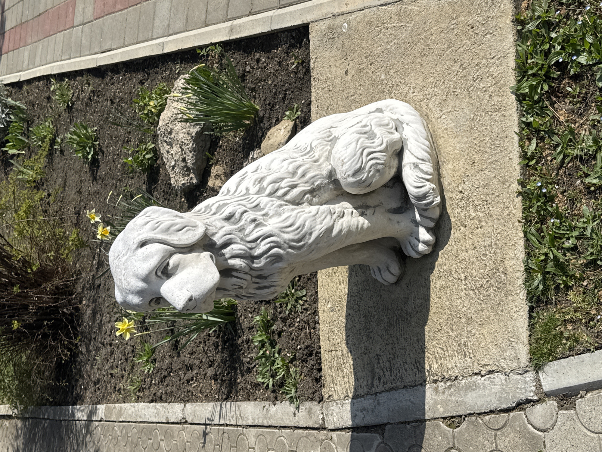 A stone sculpture of a reclining lion is positioned between a raised flowerbed and a concrete ledge. The flowerbed contains soil, small plants, a rock, and a few yellow daffodils. The concrete ledge has a textured surface. The scene appears to be located outdoors, possibly in a park or garden setting in Anapa, Russia. The image is taken during daylight. No people are visible.