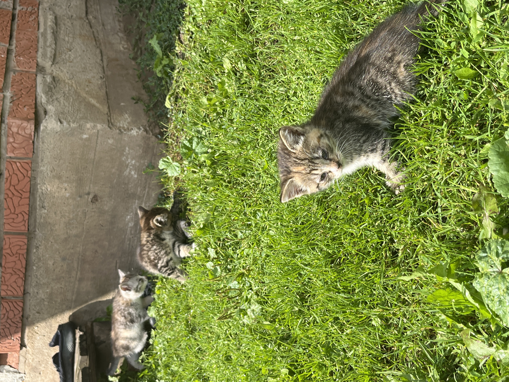 Four kittens are in the grass in front of a brick building. One kitten is in the foreground, looking at the camera. The other three kittens are further back, near the building. The building is made of brick and concrete. The grass is green and lush. The image appears to be taken on a sunny day. The location is stated to be in Kipchak, Russia.
