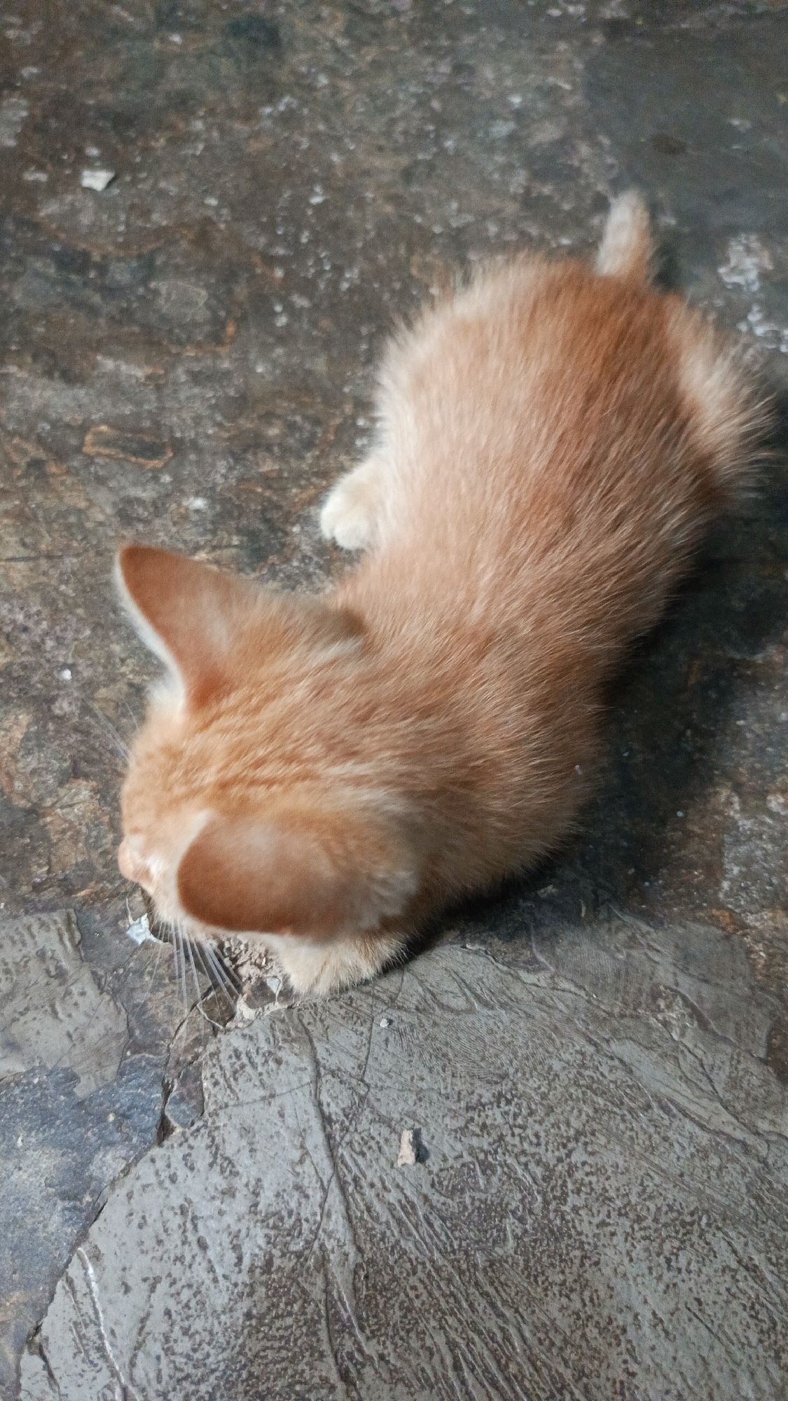 In Margajaya, Indonesia, a ginger kitten lies on a cracked, grey concrete surface. The kitten is positioned facing left, with its head down and its body slightly curled. Its fur is a light orange, and it has white paws. The concrete ground is textured and appears worn, with visible lines and variations in color. The lighting suggests an outdoor environment, possibly during the day.