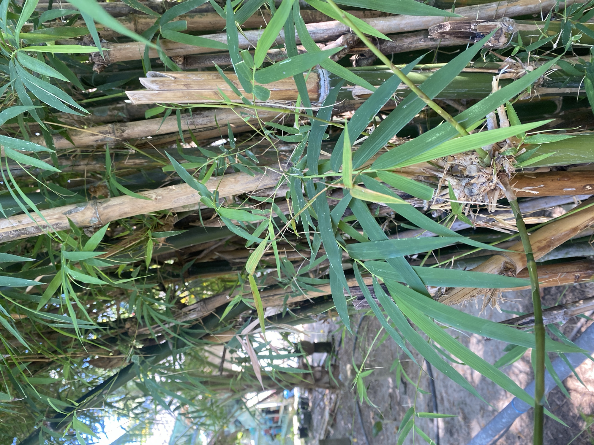 A medium shot depicts a section of bamboo fencing intermixed with bamboo plants, possibly in Baan Kai, Thailand. The horizontal fence consists of stacked bamboo stalks. Bamboo foliage, with sharp, slender green leaves, sprouts among the wooden fencing. Below the fencing is a blurred background of a building and a blue tube.