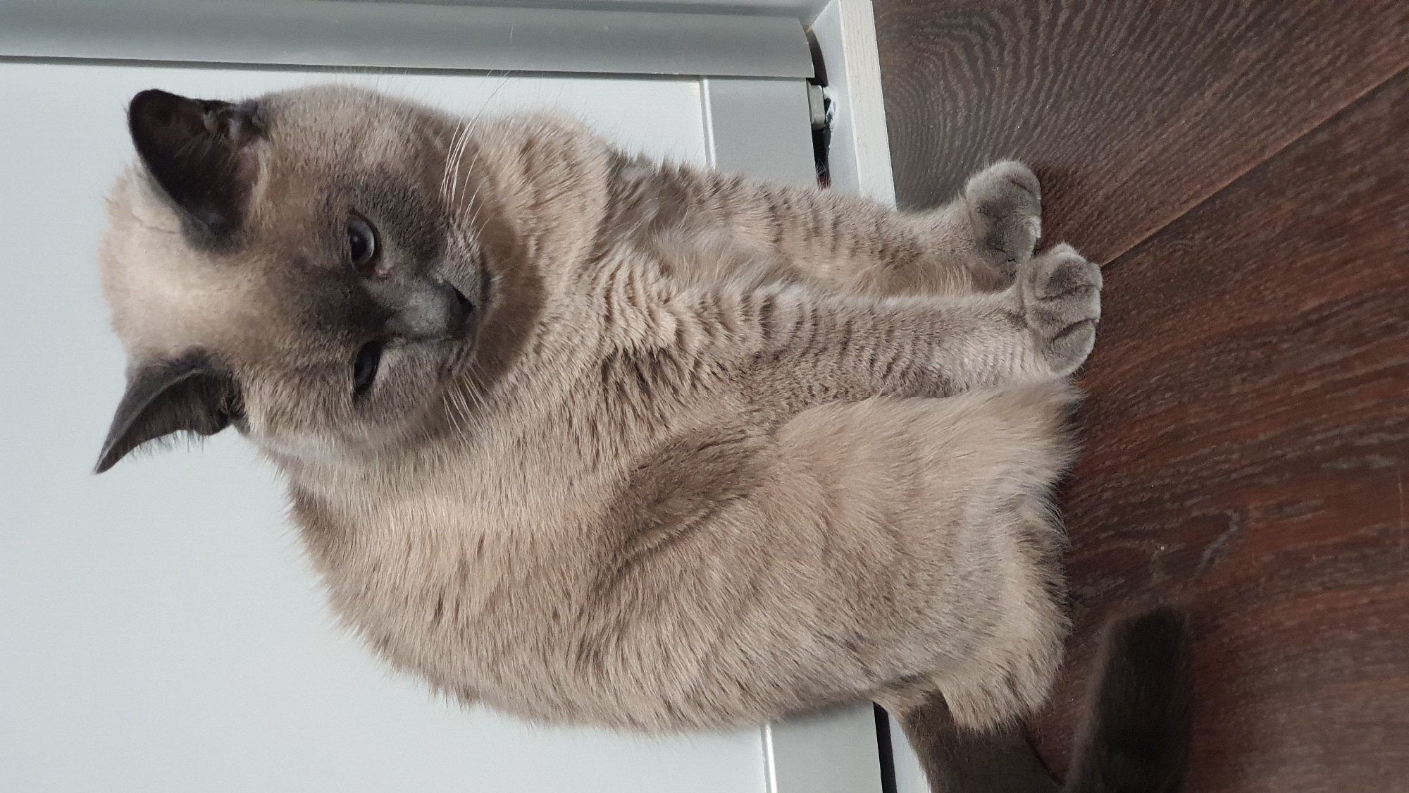 A lilac point Siamese cat is sitting on a dark wooden floor in front of a white, plain wall, possibly an interior wall of a residential building. The cat is facing slightly to the right, with its head tilted downwards and its left eye partially closed. Its fur is a light brown color with darker brown points on its ears and face. The cat's paws are tucked neatly beneath its body. The scene appears to be indoors, with neutral lighting. There are no people or other animals visible in the image. The setting does not provide any specific indicators of its location within Krasnoyarsk, Russia.