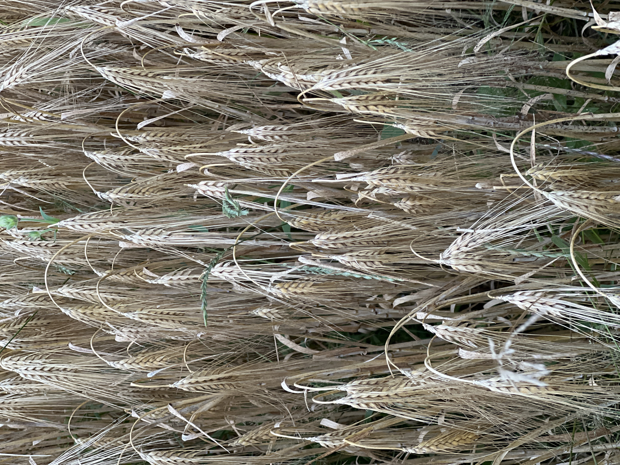 A close-up, eye-level shot shows a dense field of ripe barley stalks in Калодзежскі сельскі Савет, Belarus. The barley heads are a golden brown, with long, thin awns extending from them. Some stalks are bent over, while others stand upright. The background is a blur of green and brown, suggesting more vegetation and the natural environment of the area. There are no people or animals visible in the image, and no specific actions are taking place. The lighting is natural, indicating an outdoor scene, likely during daylight hours.