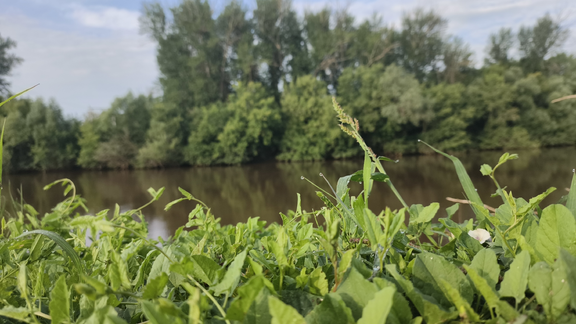 The image depicts a close-up view of lush green foliage in the foreground, with individual leaves and blades of grass clearly visible. Some of the leaves and grass blades have small water droplets on them, suggesting dew or recent rain. Beyond the immediate vegetation, a calm body of water, likely a river, stretches across the middle ground. The water has a dark, reflective surface, mirroring the sky and the trees on the opposite bank. The background is dominated by a dense line of trees, a mix of deciduous and possibly coniferous, with their green foliage creating a natural barrier. The sky above is partly cloudy, with patches of blue sky visible between scattered white clouds. The overall impression is one of a serene, natural landscape. The location is identified as Buguruslan, Russia. There are no people or animals visible in the scene.
