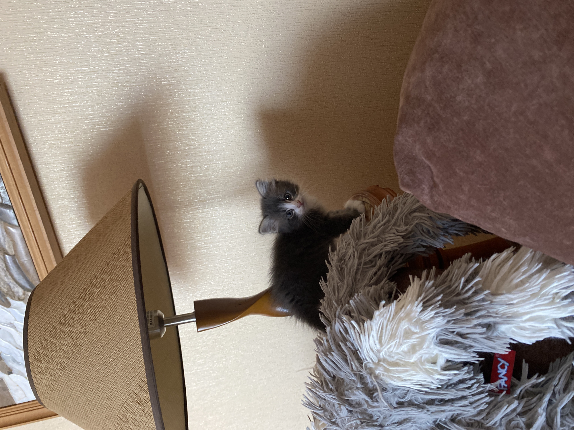 This image captures a curious, fluffy kitten in a domestic indoor setting in Прикамский, Russia. The kitten, with soft grey and white fur and wide, alert eyes, is positioned on a shaggy, grey and white blanket, which appears to be covering a piece of furniture like a couch or bed. It is looking directly towards the viewer, seemingly having just noticed the camera.
To the left of the kitten is a lamp with a conical, brown, textured fabric lampshade. The lamp's arm is made of dark wood and a metallic rod. On the metal fitting of the lamp, the word "MAX" is visible. The background consists of a light-colored, textured wall, possibly covered in wallpaper. Part of a framed artwork or decorative item, featuring what looks like white wings within a wooden frame, can be seen on the far left edge of the image. In the upper right, another piece of furniture, possibly an armrest or cushion, covered in a soft, purplish-brown fabric, is visible. A red tag with the white, vertically oriented text "FANCY" is attached to the shaggy blanket. The lighting suggests it is daytime, and the overall scene conveys a cozy, comfortable atmosphere. The image is taken from a slightly low and tilted angle, adding dynamism to the composition.