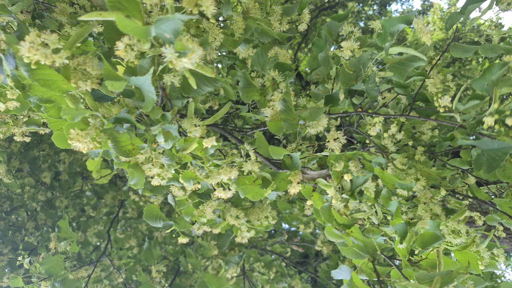 This image shows a close-up, angled view of a linden tree in bloom, with a dense canopy of green leaves and clusters of small, pale yellow flowers. The branches are dark and woody, and the overall impression is of lush, natural growth. The lighting is diffused, suggesting an overcast day or a shaded area. The image was taken in Krauja, Latvia, a location known for its natural beauty and rural charm.