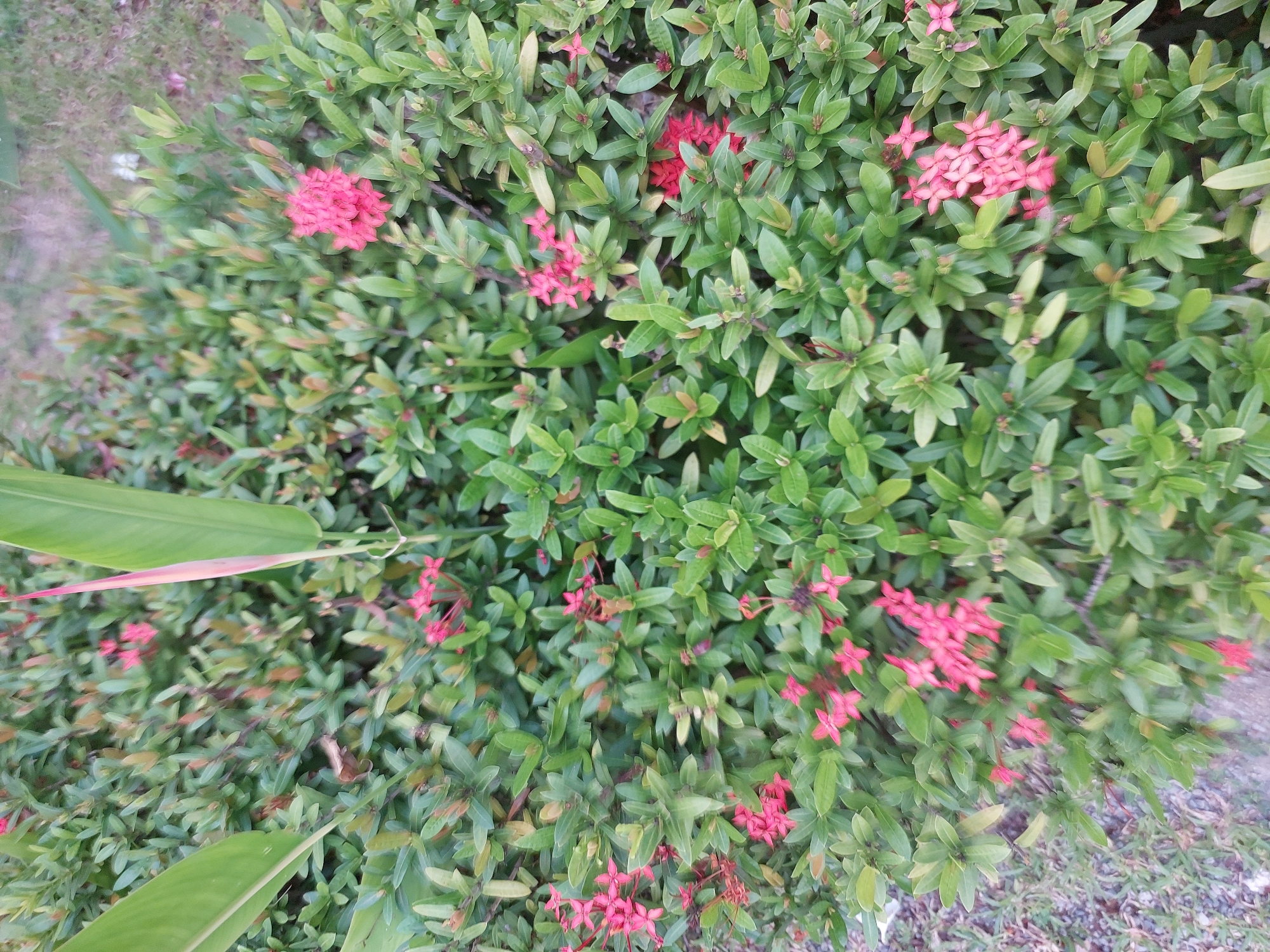 A cluster of red ixora flowers, also known as jungle geranium, bloom amidst lush green foliage. The flowers are small and star-shaped, clustered together in a dense inflorescence. The leaves are dark green, glossy, and oval-shaped. The background is a blur of green and brown, suggesting a natural outdoor setting. The scene is likely a garden or park in Baan Mae Nam, Thailand, given the tropical flowering plant. There are no people or animals visible in the image.