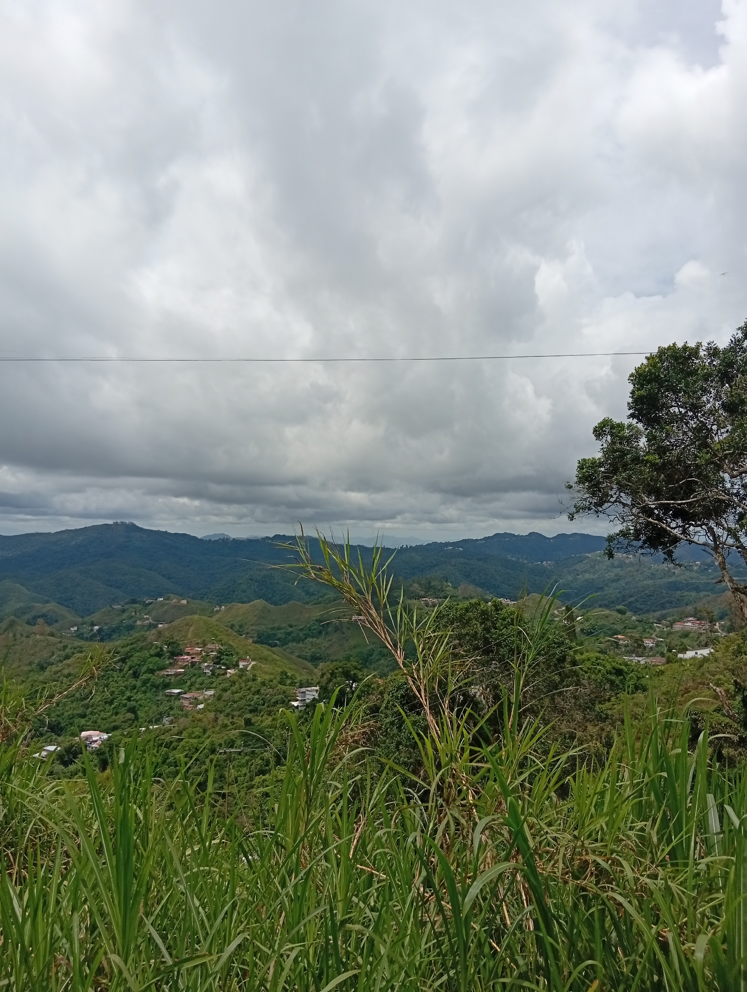 This is a landscape photograph taken from a high vantage point overlooking a valley in San Antonio de Los Altos, Venezuela. The foreground is dominated by lush, tall green grass, with some thin, reed-like plants in the center, partially obscuring the view. Behind the grass, rolling green hills recede into the distance, dotted with scattered houses and buildings. The hills are densely covered in vegetation, giving the impression of a rural or semi-rural environment. In the far distance, a range of larger mountains can be seen, shrouded in a hazy, cloudy atmosphere. The sky is overcast with heavy, grey clouds, suggesting a possibly rainy or dramatic weather day. A thin, dark horizontal line, likely a power line or wire, stretches across the upper portion of the image. A large tree with dark green foliage is visible on the right side of the frame, adding to the natural elements of the scene. No people are visible in the photograph.