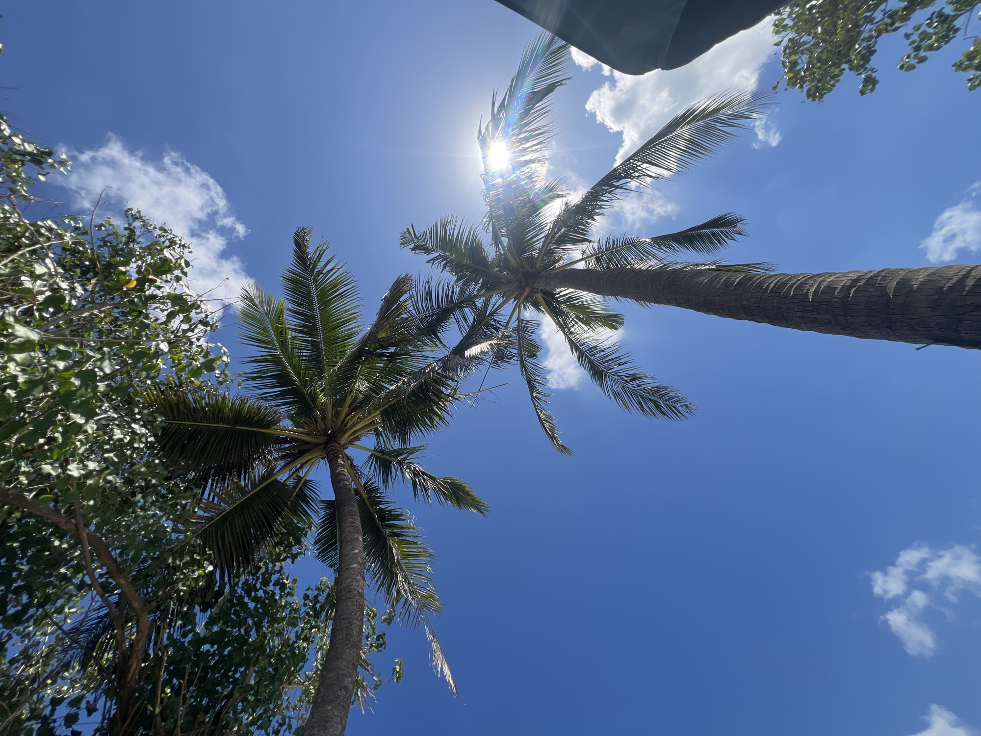 This is a low-angle shot of two palm trees against a bright blue sky with scattered white clouds. The sun is shining brightly, creating a lens flare through the fronds of the palm tree on the right. The trunk of the palm tree on the right is textured and shows signs of age. The fronds of both trees are green and lush. In the upper left of the image, the leaves of another tree are visible. The scene suggests a tropical or subtropical environment, likely Kuta, Indonesia, a popular tourist destination known for its beaches and palm trees. There are no people or discernible actions in the image.