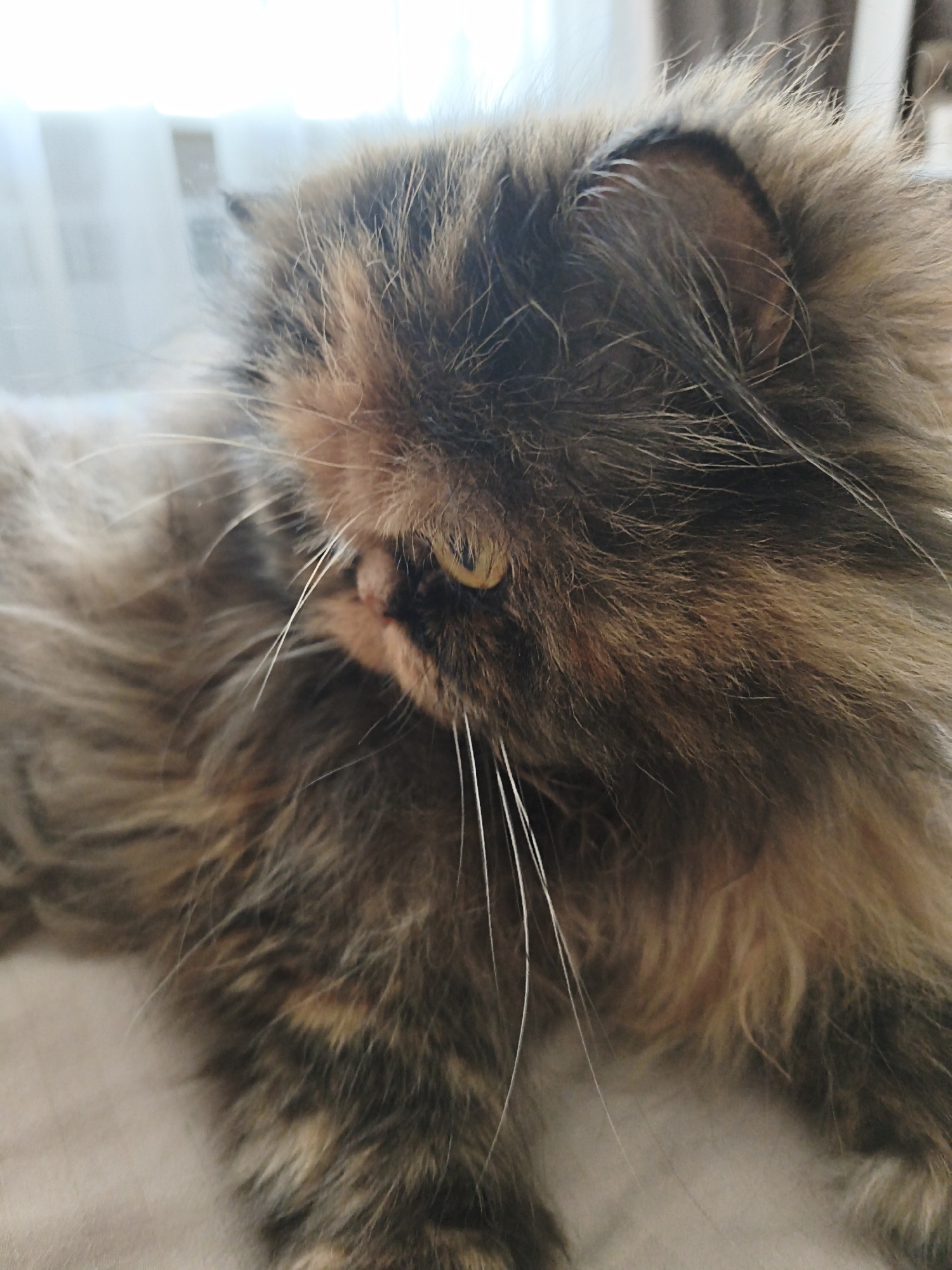 A close-up shot captures the side profile of a long-haired calico cat. The cat's fur exhibits a mix of brown, black, and orange patches, with some strands appearing lighter, possibly white. Its eye is partially visible, appearing golden yellow. The cat is lying down on a textured surface, possibly a blanket or upholstery, which is a light neutral color. In the background, out of focus, is a window with sheer curtains and blinds, suggesting an indoor setting. The overall lighting suggests it is daytime. The image does not provide any information about the city of Donetsk, Ukraine, or any people.