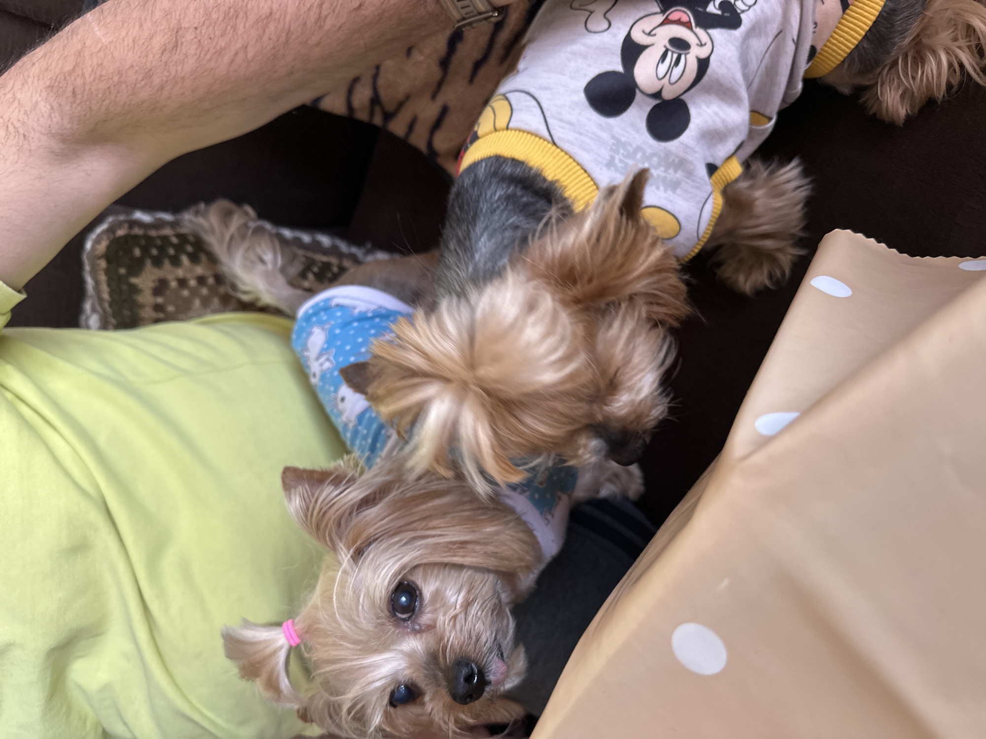 Two Yorkshire Terrier dogs are on a dark brown surface. The dog in the foreground is wearing a blue and white patterned garment, and has a pink hair tie on its head. The dog in the background is wearing a gray Mickey Mouse sweatshirt with yellow accents. A person in a yellow shirt is on the left. Another person's arm, wearing a watch, is at the top. There is a light tan surface with white polka dots in the lower right corner. A patterned throw blanket is in the background. The city of Montana, Bulgaria is not visible in this image.