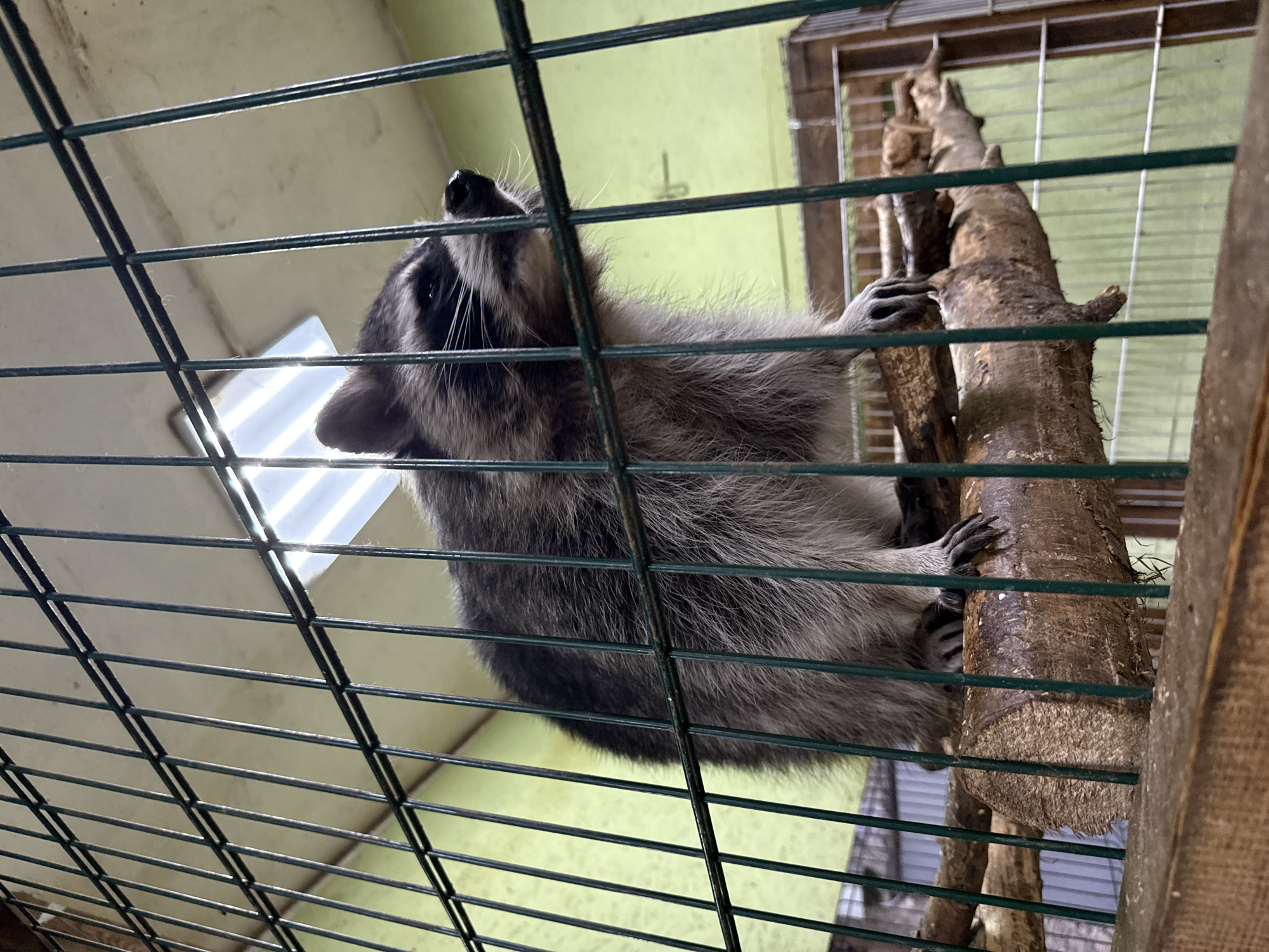 A raccoon is climbing on a wooden branch inside an enclosure. The raccoon is gray and black with a striped tail and black mask around its eyes. It is holding onto the branch with its paws. The enclosure has a wire mesh fence in the foreground and the background is a light green wall with a fluorescent light fixture on the ceiling. There are also some wooden planks and other parts of the enclosure visible in the background. The image appears to be taken indoors during the daytime, as suggested by the lighting. The raccoon's pose suggests it is actively climbing or exploring its environment. The setting appears to be an animal sanctuary or zoo, given the enclosure.