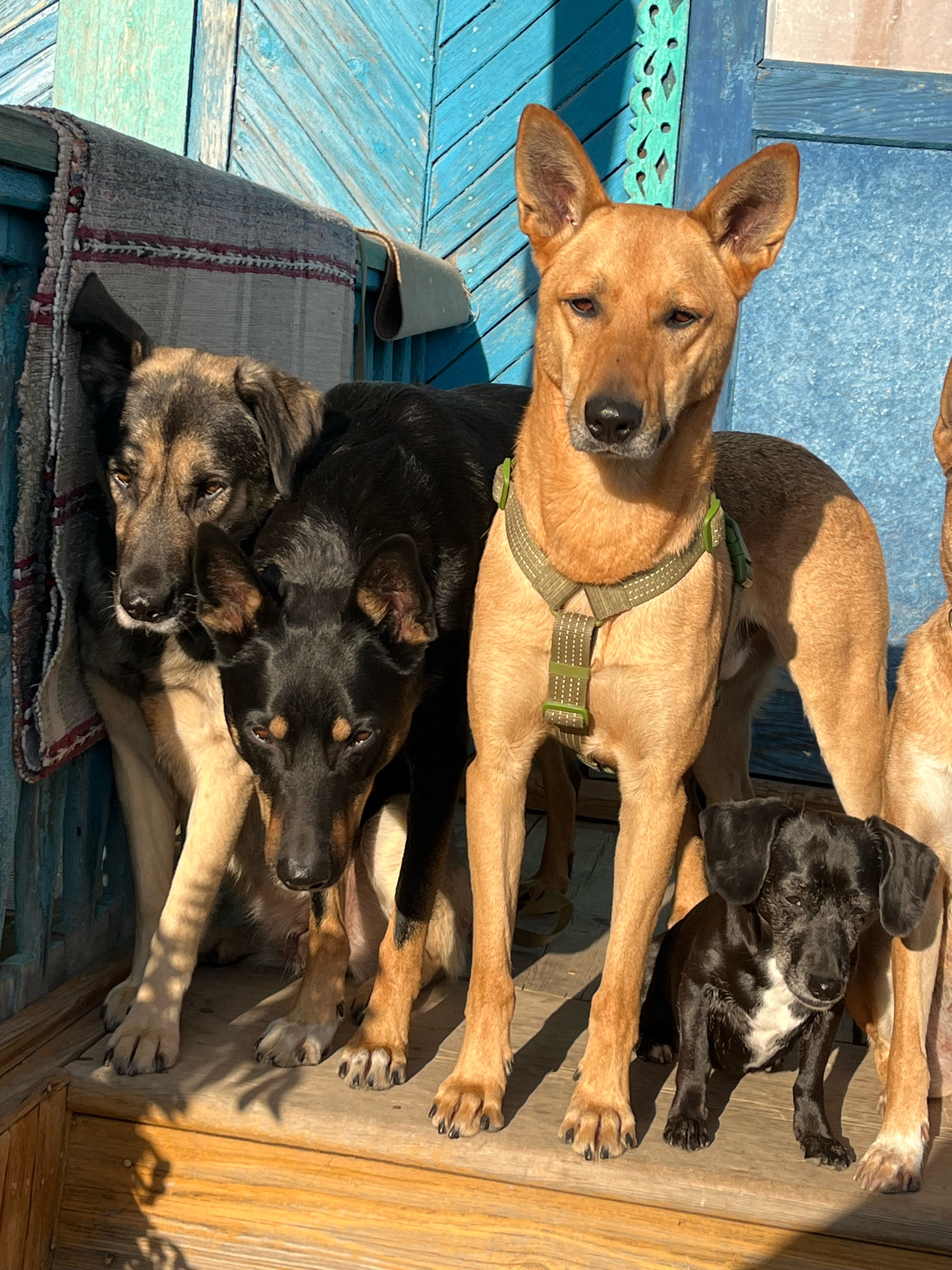 Five dogs are gathered on a wooden porch in front of a weathered blue wooden wall. The largest dog, a tan-colored German Shepherd mix with a green harness, stands prominently in the center, looking directly at the camera. To its left, two other dogs, one tan and black, and another solid black, are partially obscured. A smaller black and white dog sits in the foreground, also looking at the camera. The porch is illuminated by sunlight, casting shadows from the dogs onto the wooden planks. The background features a textured blue wooden wall and a glimpse of a window. The scene suggests a domestic setting, possibly in a yard or on a balcony, in Nizhny Tagil, Russia.