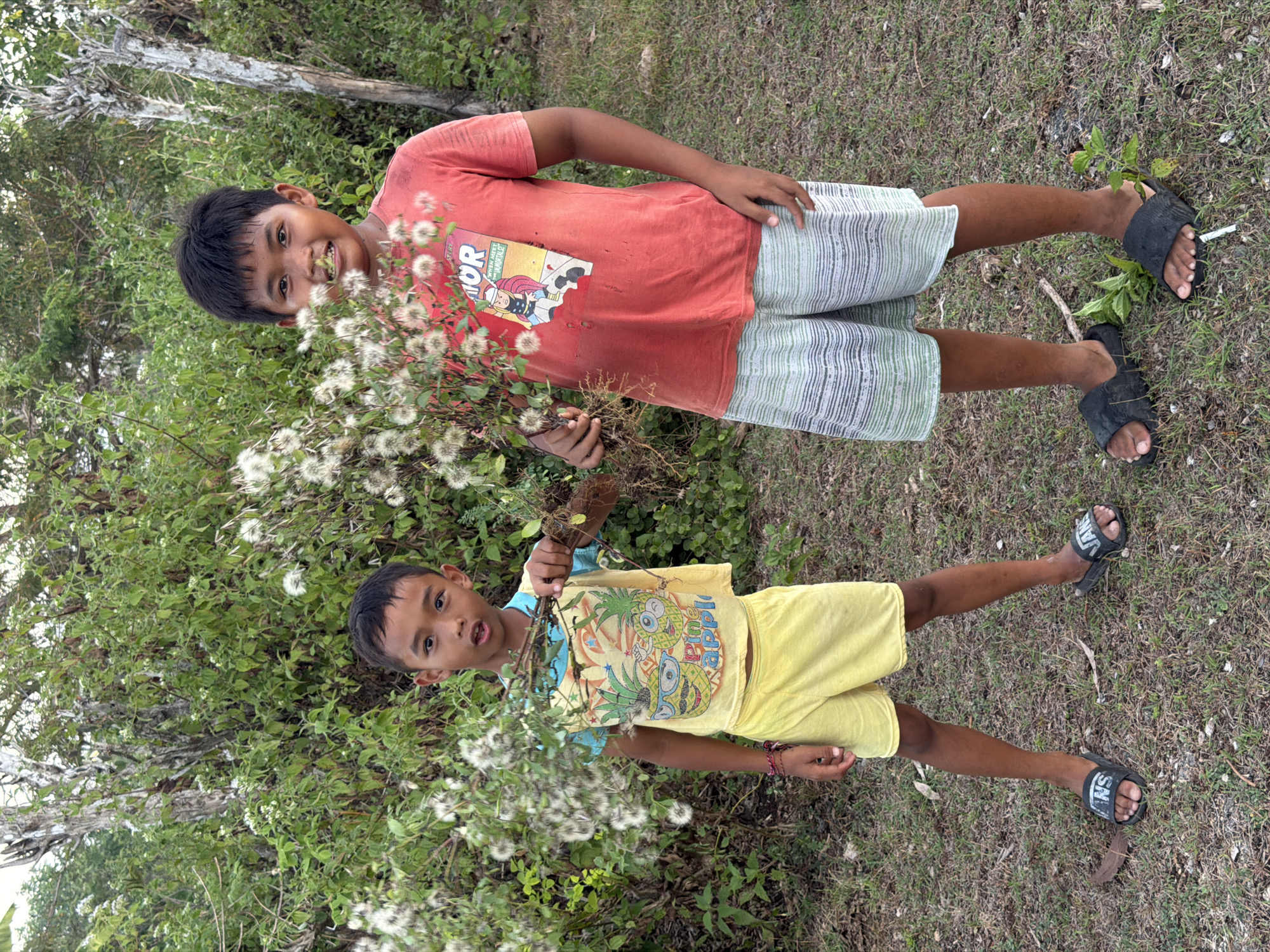 In the city of Kuta Selatan, Indonesia, two young boys stand outdoors, holding bunches of fluffy white seed heads. The boy on the left, wearing a yellow t-shirt with a pineapple graphic and yellow shorts, looks towards the camera with an open mouth. He is barefoot, save for black slide sandals, and has a red and black beaded bracelet on his left wrist. The boy on the right, dressed in a red t-shirt featuring a comic book character and striped shorts, smiles at the camera. He also wears black slide sandals. Both boys are positioned in front of dense green foliage and trees. The ground is covered in dry grass and scattered leaves.