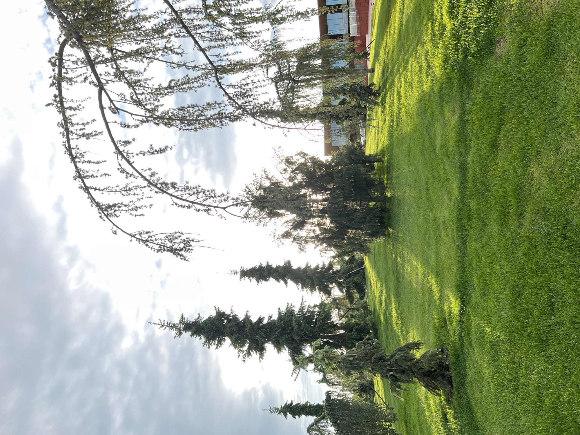 The image depicts a well-maintained grassy area in Krasnodar, Russia. The scene includes a variety of trees, some tall and coniferous, others deciduous with bare branches reaching into a cloudy sky. The sunlight is strong, creating a high-contrast scene with sharp shadows on the grass. In the background, part of a building with windows is visible. The composition is angled, with the ground appearing to slope upwards. The overall impression is of a park-like setting.