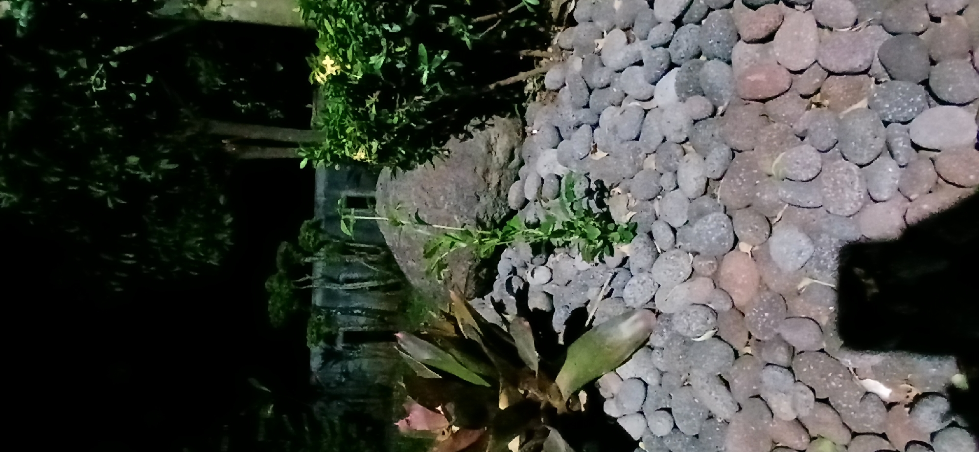The image depicts an outdoor scene at night, possibly in the city of Sekarputih, Indonesia. The foreground is covered in dark, rounded stones and pebbles, with some larger reddish-brown stones interspersed. A large, leafy green plant, possibly a bromeliad, is positioned to the left of the frame. In the center, a slender green plant with small leaves grows upwards. Behind the plants and stones, a large, dark grey boulder is visible. Further in the background, a wall with a textured surface is present, with several stylized, tree-like topiary plants arranged in front of it. To the right, a dense green shrub with small yellow flowers is prominent. Trees with dark foliage are also visible in the upper right portion of the image. The overall lighting suggests artificial light sources illuminating the scene. A dark, blurry shadow, potentially of a person or an object, is cast in the lower left quadrant of the image.