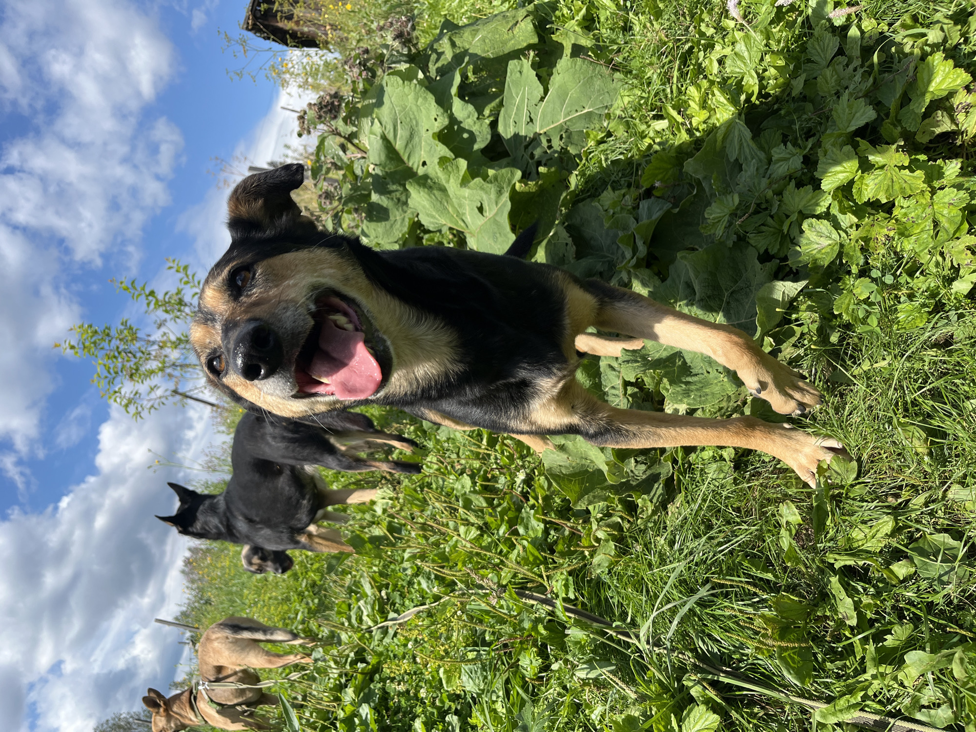 A low-angle, wide shot captures a group of dogs in a sunny, outdoor environment. In the foreground, a medium-sized dog with black and tan fur is looking directly at the camera with its mouth open and tongue hanging out, appearing happy or excited. Its front paws are slightly lifted, suggesting it is in motion. Behind this dog, a larger black dog stands facing away from the camera, and a smaller tan dog is visible in the background, also facing away. The dogs are situated amongst lush green grass and large, leafy plants under a bright blue sky with scattered white clouds. A wooden structure is partially visible on the right side of the frame, and a fence post is to the left. The scene is likely a rural or semi-rural area, possibly a park, field, or backyard in the city of Nizhny Tagil, Russia, given the context provided, but there are no specific identifying landmarks to confirm this location.