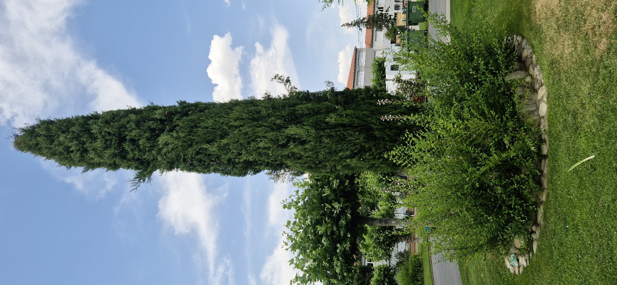 A tall, slender cypress tree dominates the center of the frame, its dark green foliage reaching towards a bright blue sky dotted with white clouds. In the foreground, a dense, rounded shrubbery forms a lush green mound, its leaves a lighter shade of green than the cypress. The shrubbery is surrounded by a low wall of natural stones and pebbles, which in turn is bordered by a neatly mown lawn. To the left of the cypress tree, a broad, leafy deciduous tree with a rounded canopy stands out against the sky. Behind the shrubbery and to the right of the cypress, glimpses of buildings with red-tiled roofs and white walls can be seen, along with large green waste bins. A paved pathway runs along the left edge of the scene. The overall impression is of a well-maintained outdoor space, possibly a park or a garden, under a clear, sunny sky.