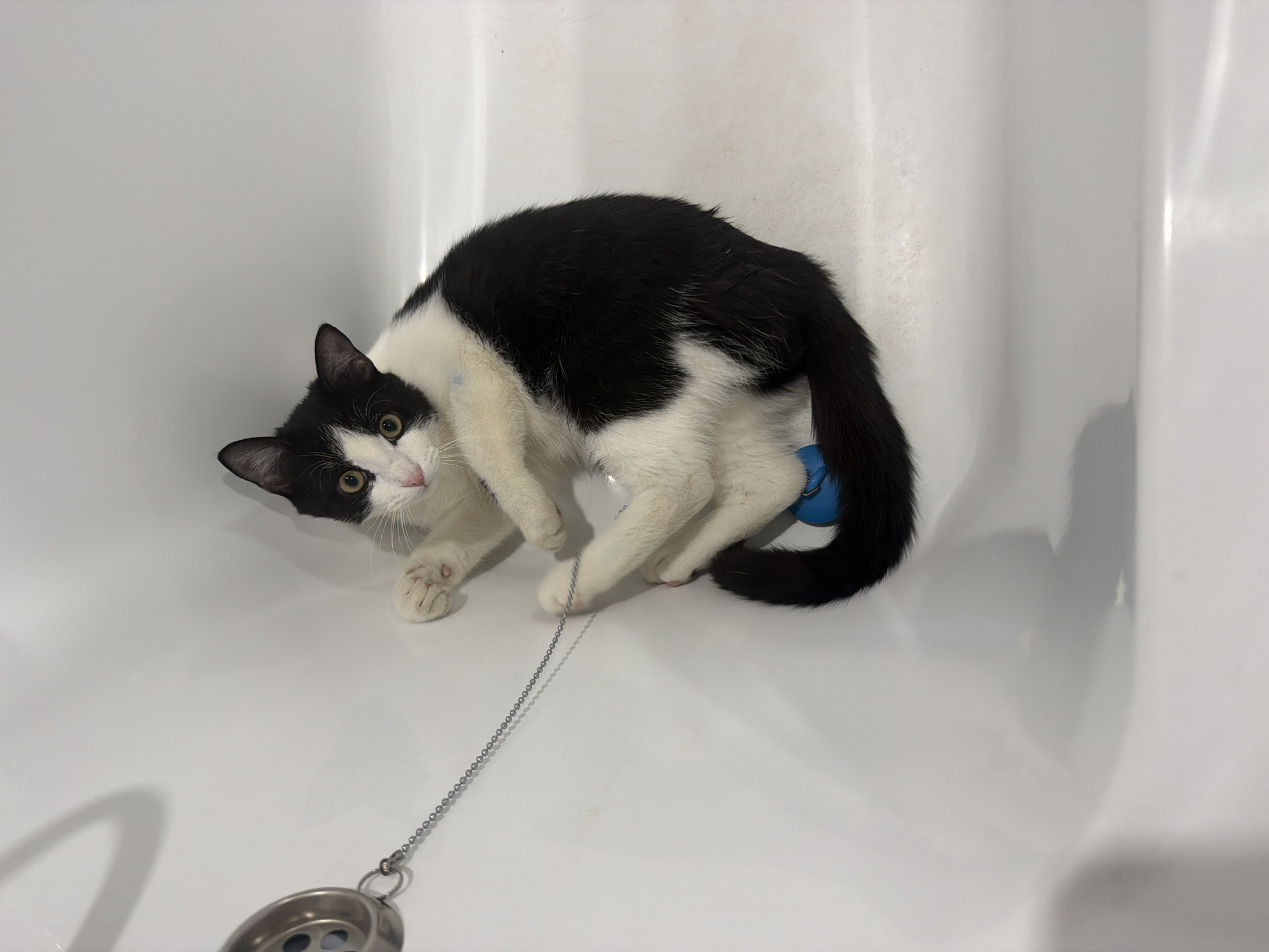 A black and white cat is in a white bathtub, looking at the camera. The cat has yellow eyes. A silver drain stopper is to the left of the cat.