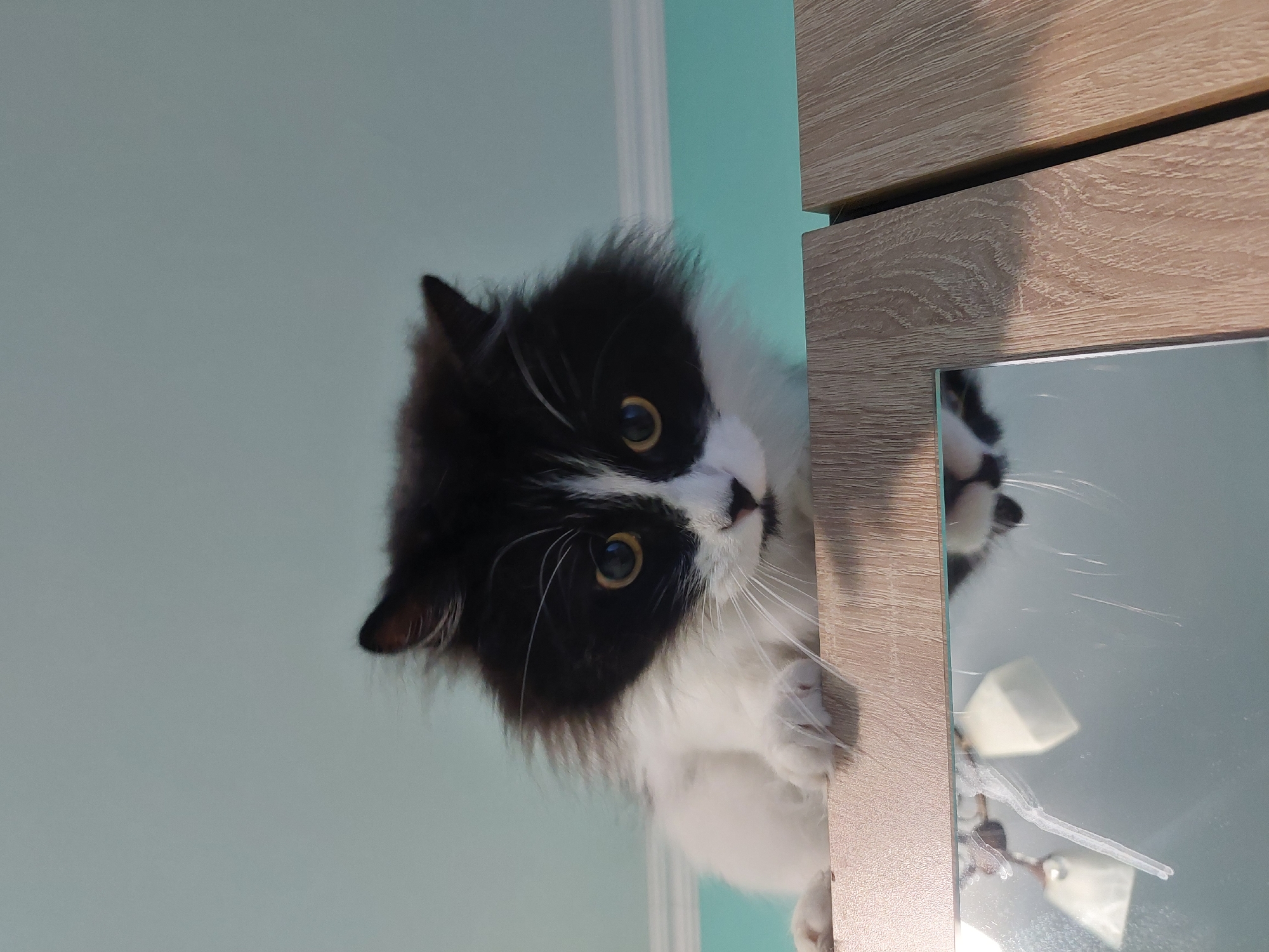 A black and white cat is peering down from above. The cat has long white whiskers and yellow eyes. It's paw is resting on the edge of a wooden cabinet next to a mirror. The wall behind the cabinet is pale turquoise. The location of the image, Plovdiv, Bulgaria, cannot be determined from the provided image.
